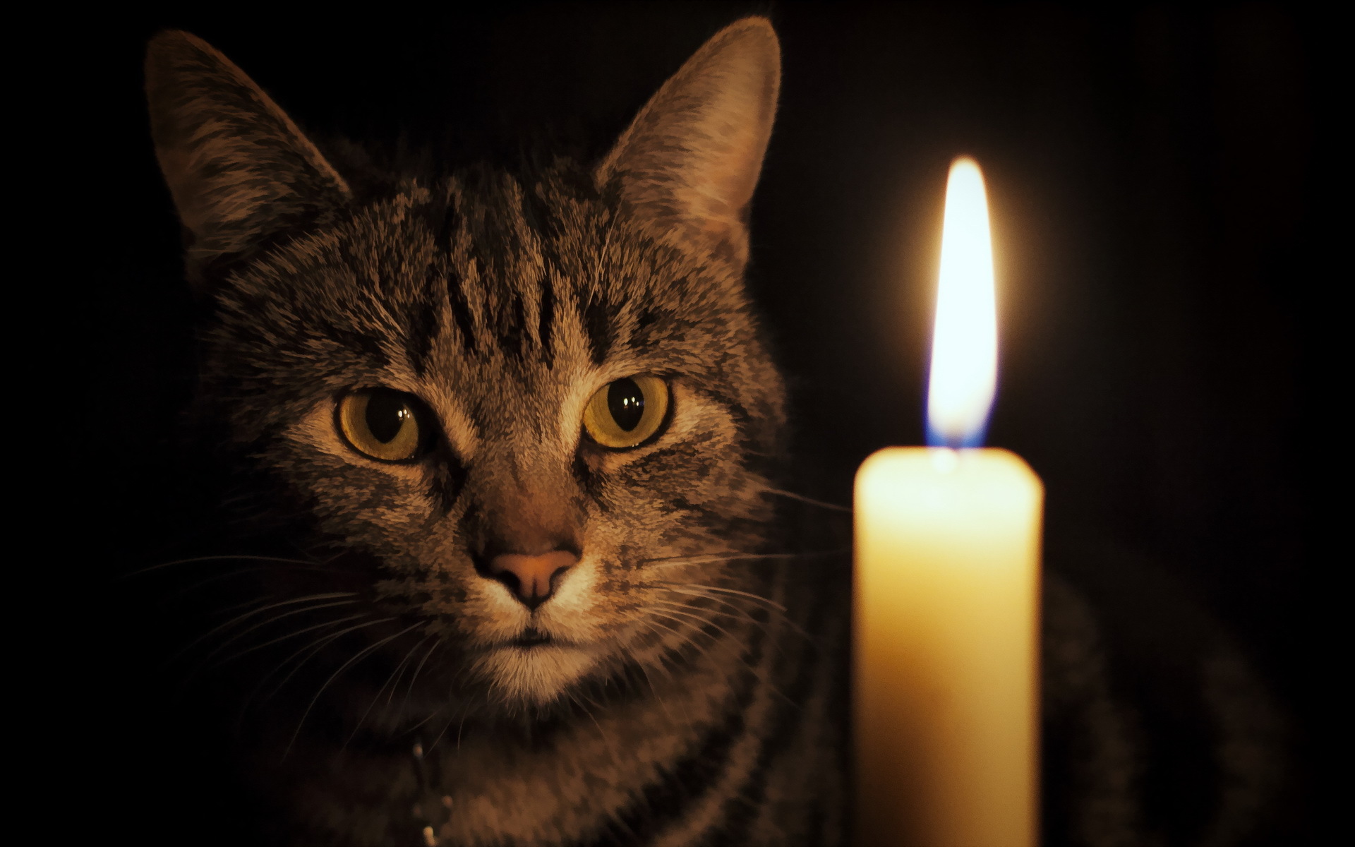 Baixe gratuitamente a imagem Animais, Gatos, Gato na área de trabalho do seu PC