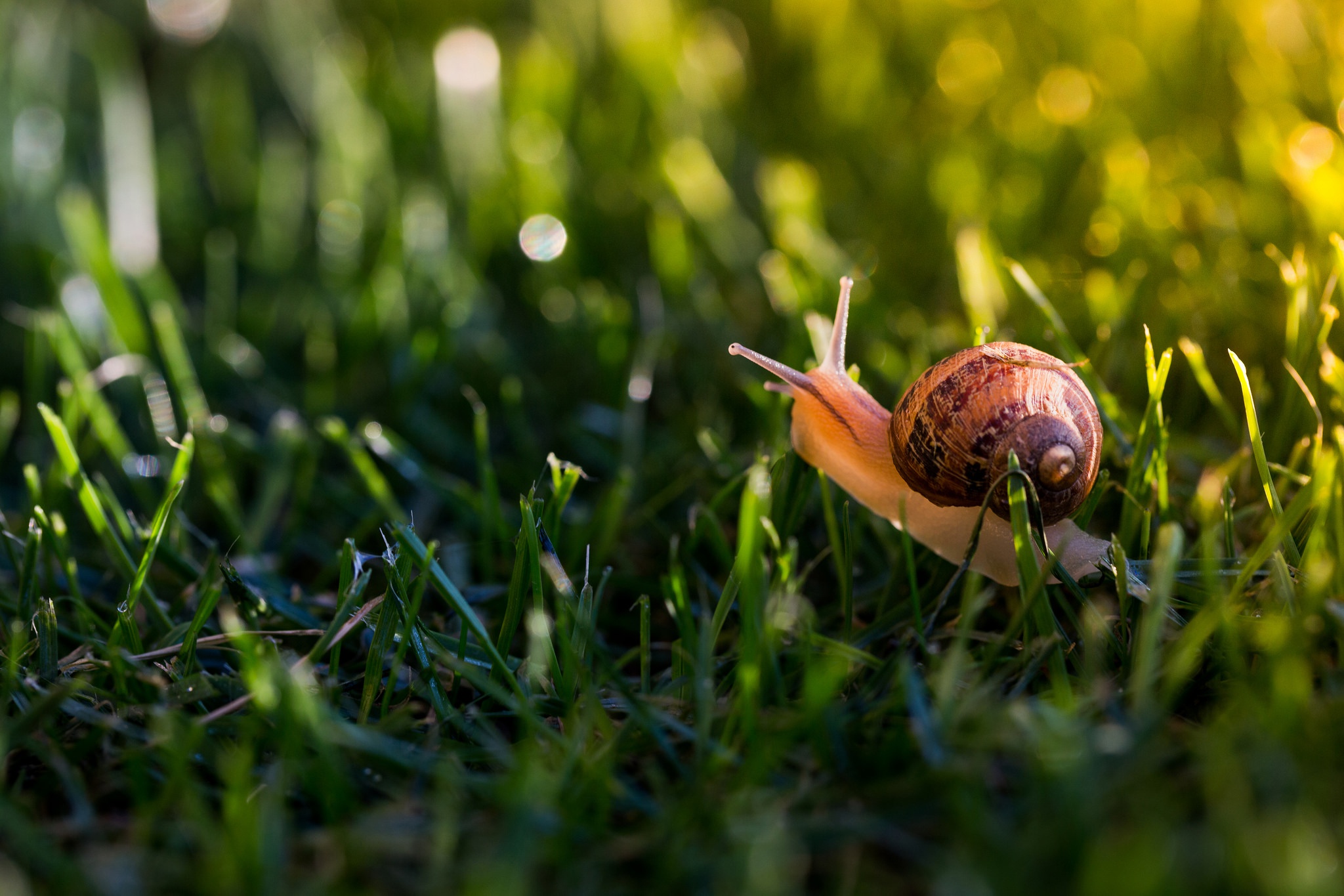 Download mobile wallpaper Grass, Macro, Animal, Snail for free.