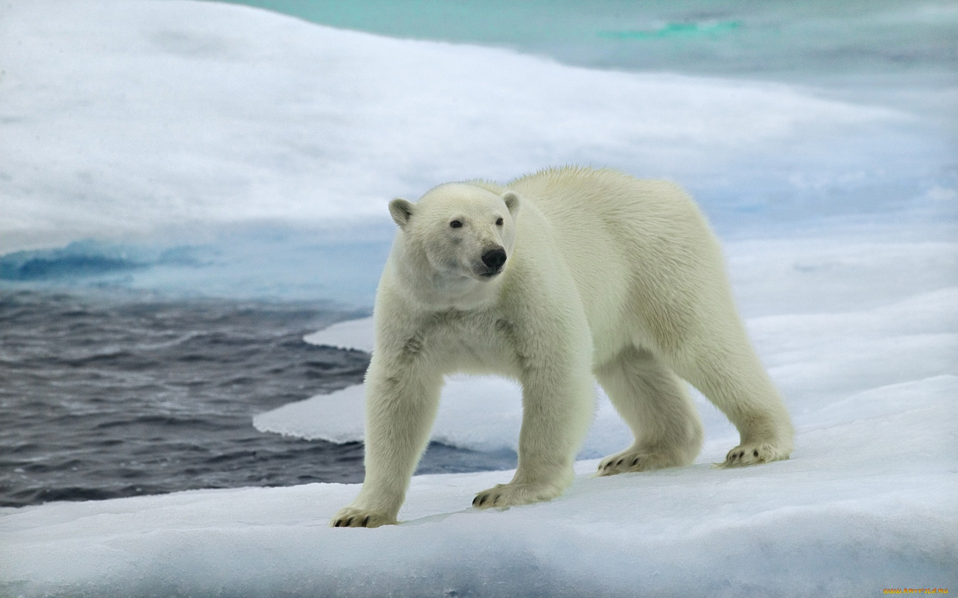 Windows Backgrounds animal, polar bear, bears