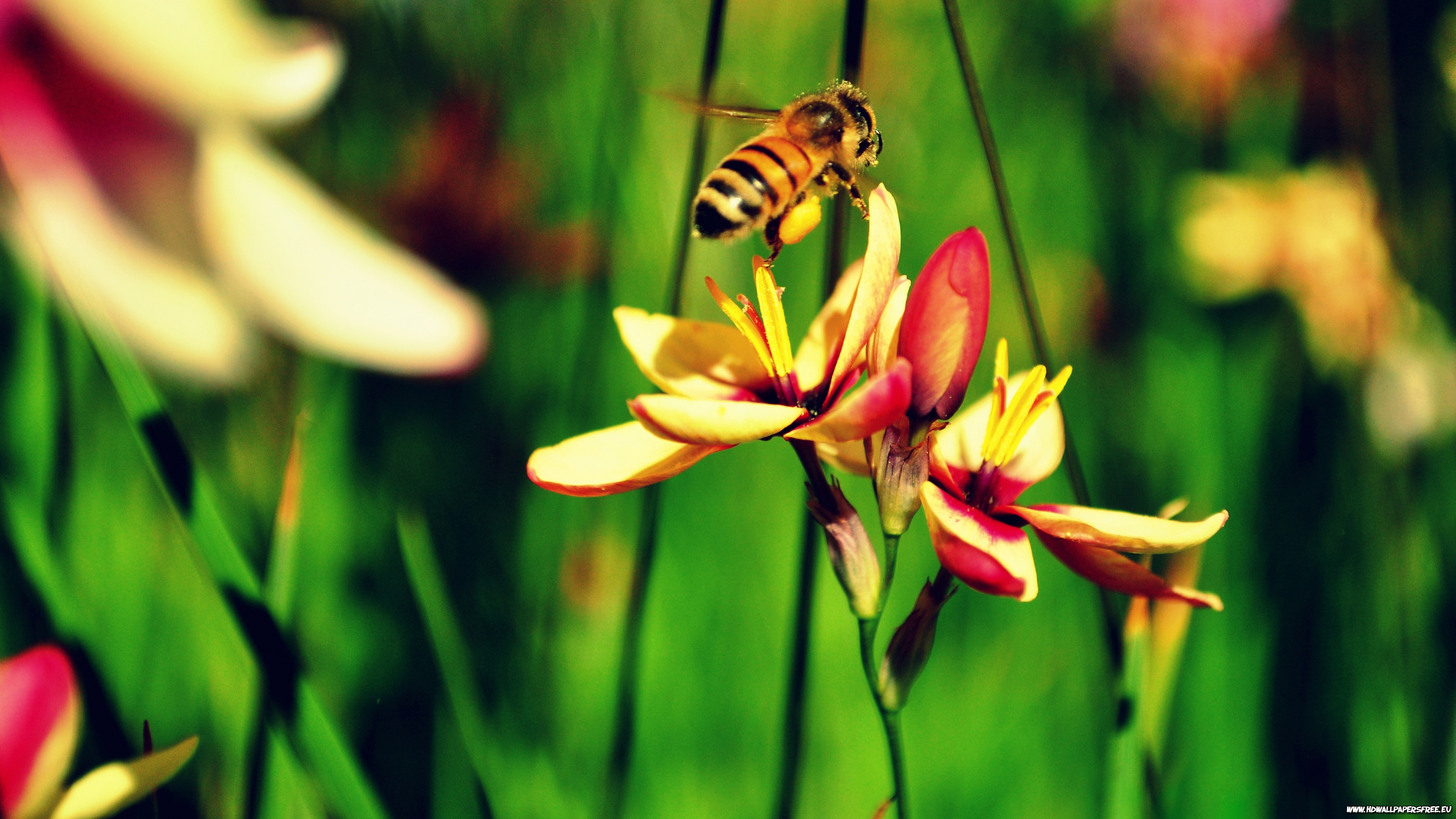 296733 скачать обои насекомые, пчела, животные - заставки и картинки бесплатно