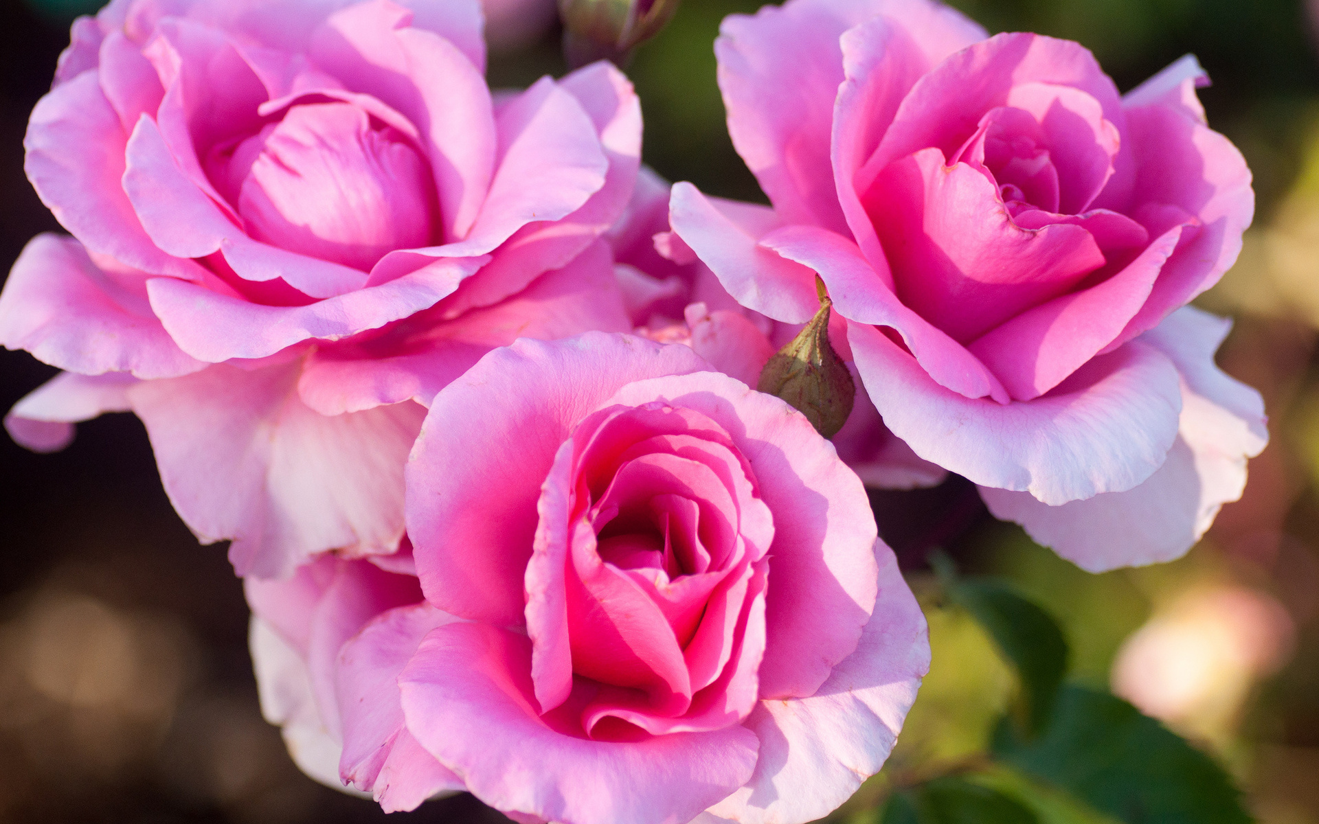 Téléchargez gratuitement l'image Fleurs, Rose, Terre/nature sur le bureau de votre PC