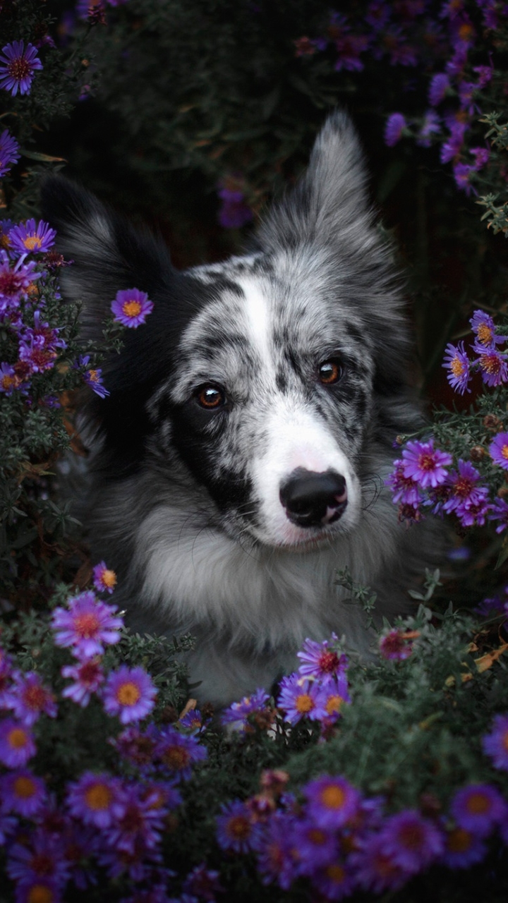 無料モバイル壁紙動物, 花, 犬, ボーダーコリー, 紫色の花をダウンロードします。