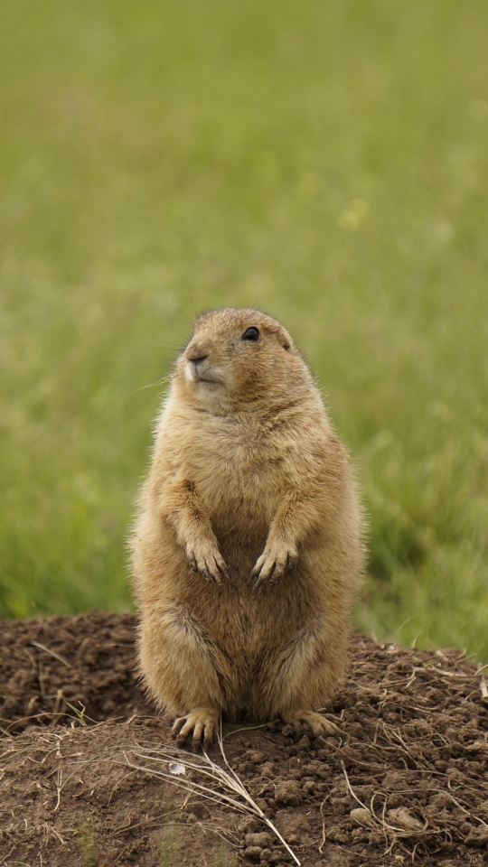 Download mobile wallpaper Animal, Rodent, Prairie Dog for free.