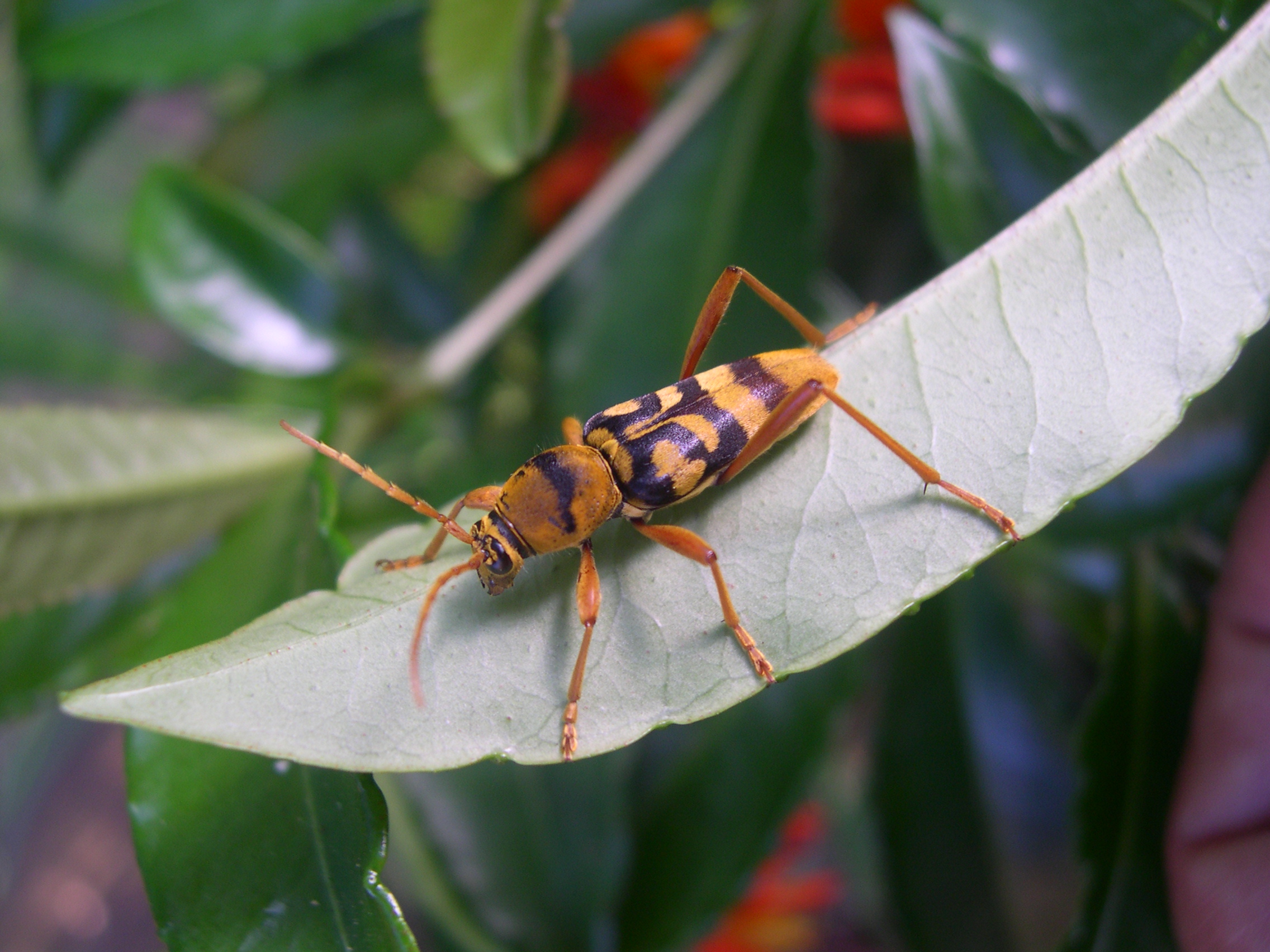 Descarga gratuita de fondo de pantalla para móvil de Animales, Insecto.