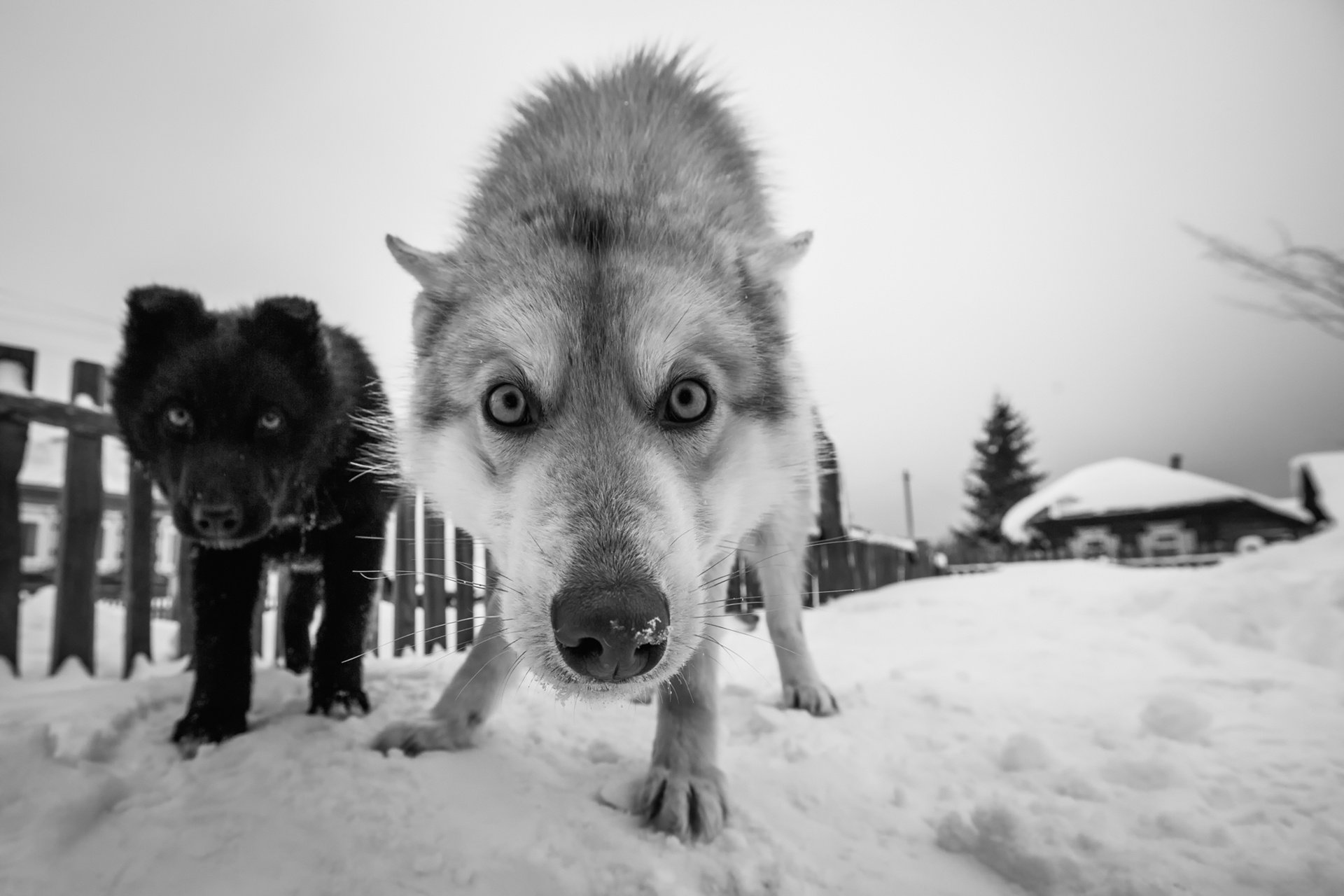 Download mobile wallpaper Winter, Dogs, Snow, Dog, Muzzle, Animal, Black & White, Stare for free.