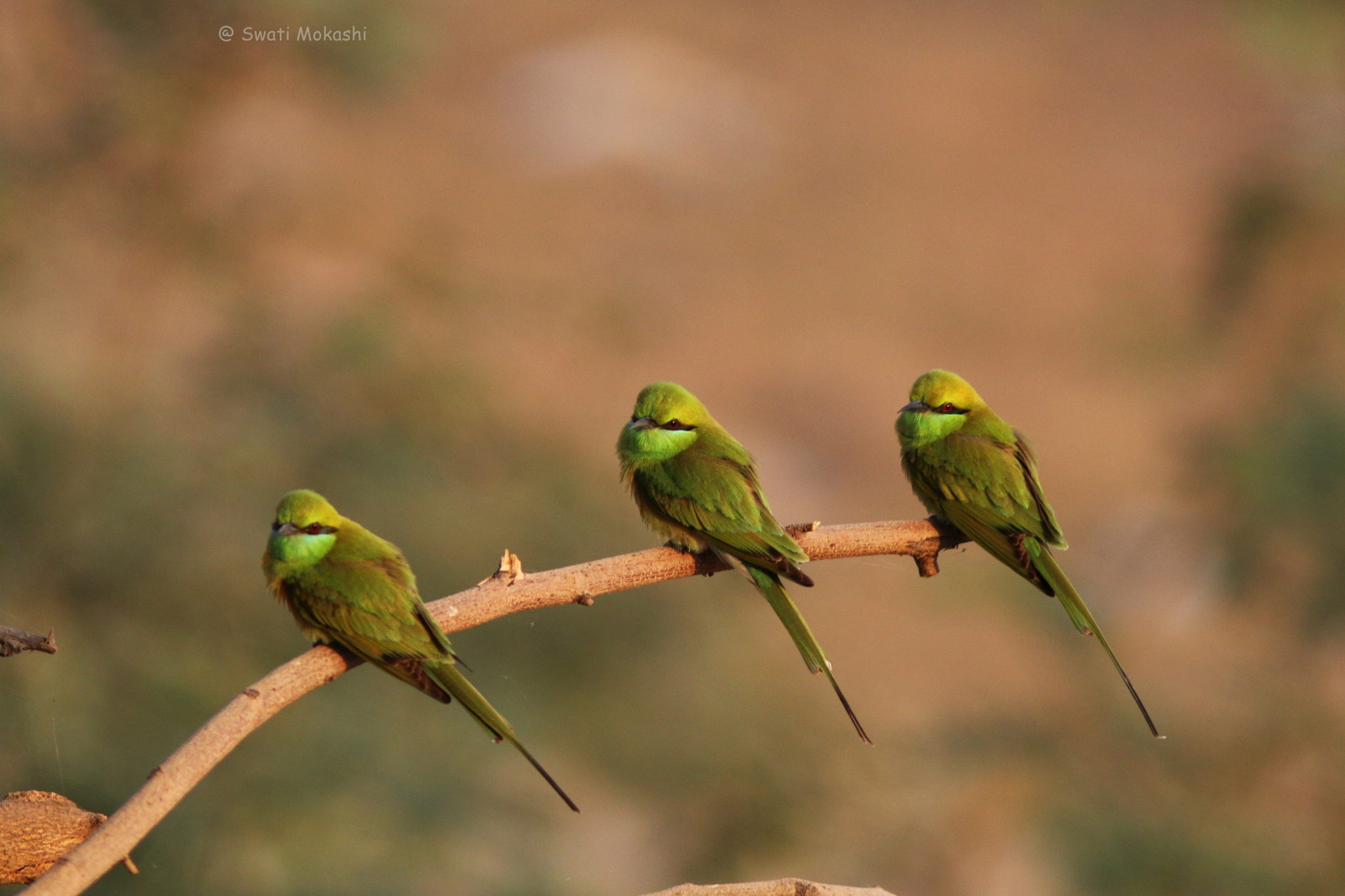 Baixe gratuitamente a imagem Pássaro, Aves, Animais na área de trabalho do seu PC