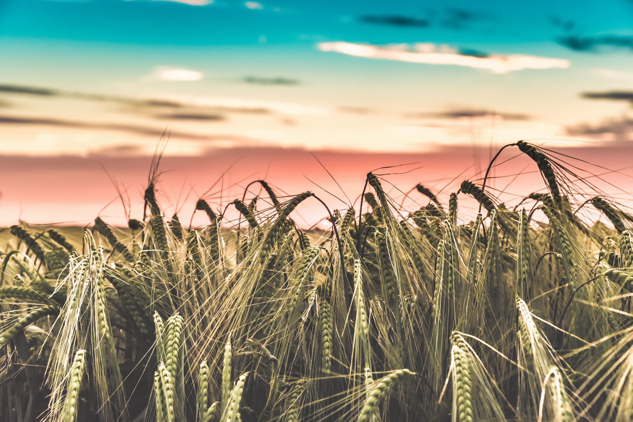 Laden Sie das Sommer, Weizen, Erde/natur-Bild kostenlos auf Ihren PC-Desktop herunter
