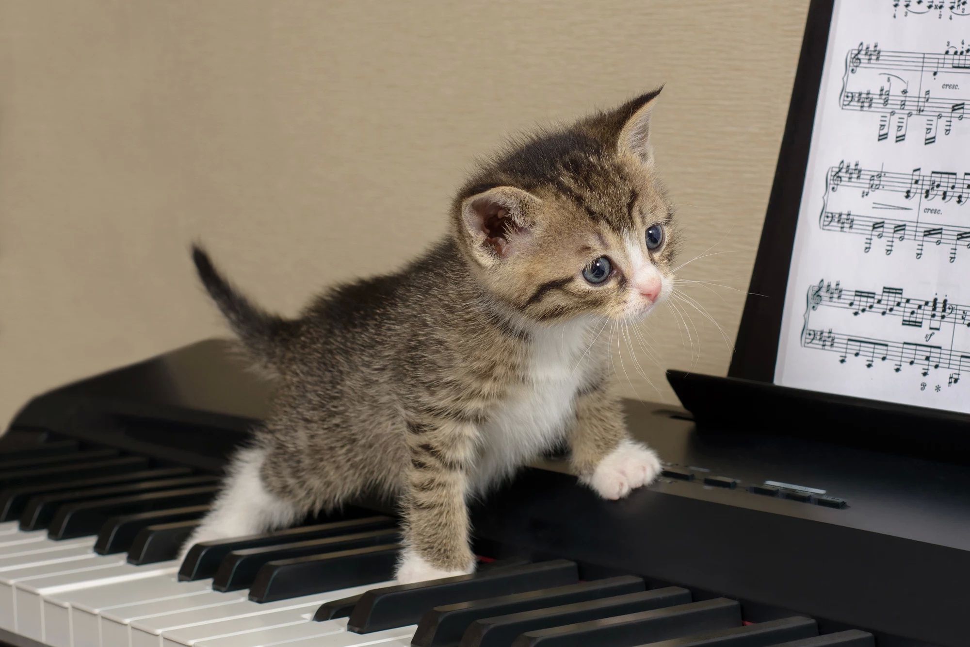 Descarga gratis la imagen Gatito, Bebe Animal, Gato, Gatos, Animales en el escritorio de tu PC