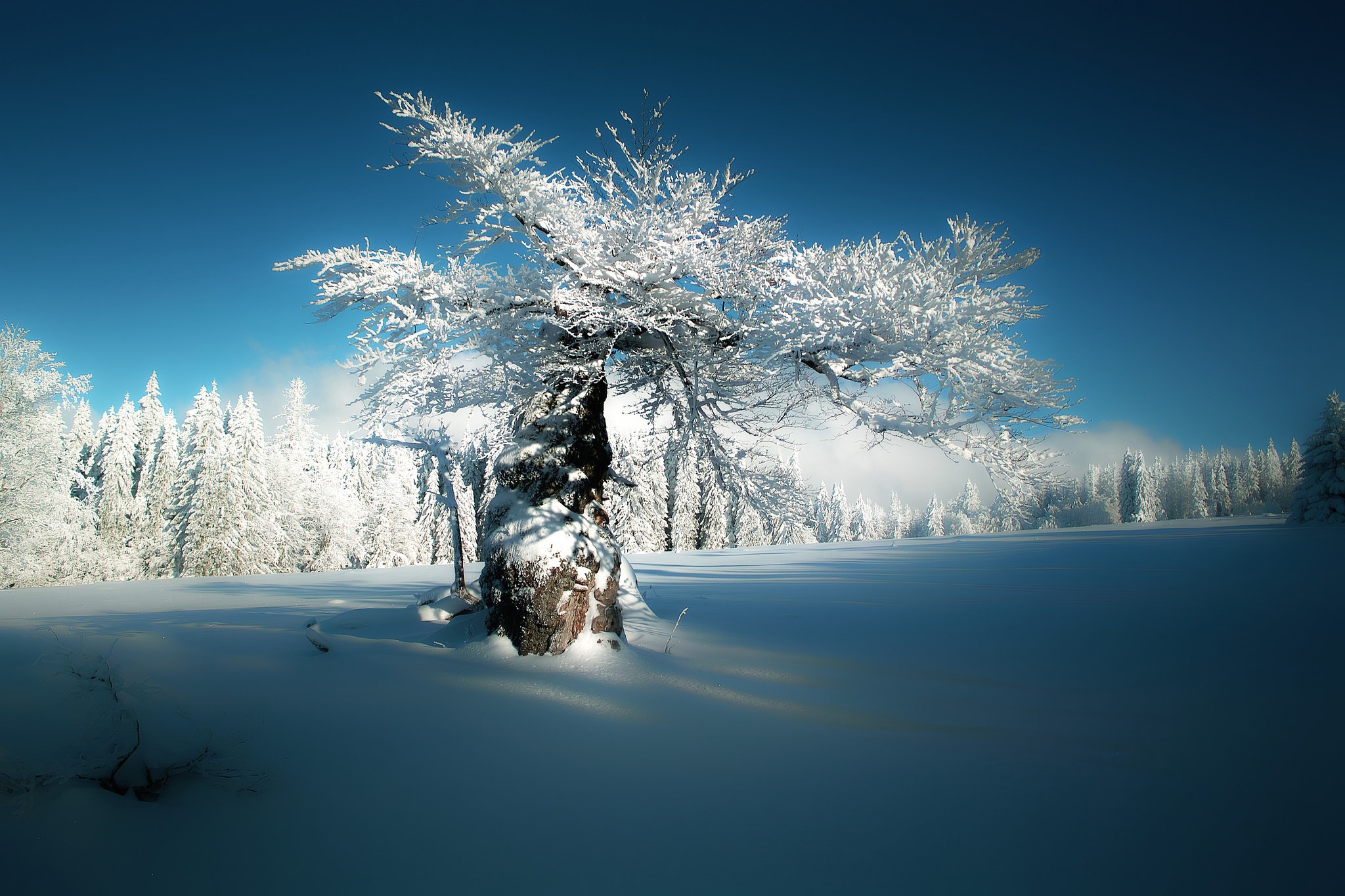 Download mobile wallpaper Winter, Nature, Snow, Tree, Earth for free.