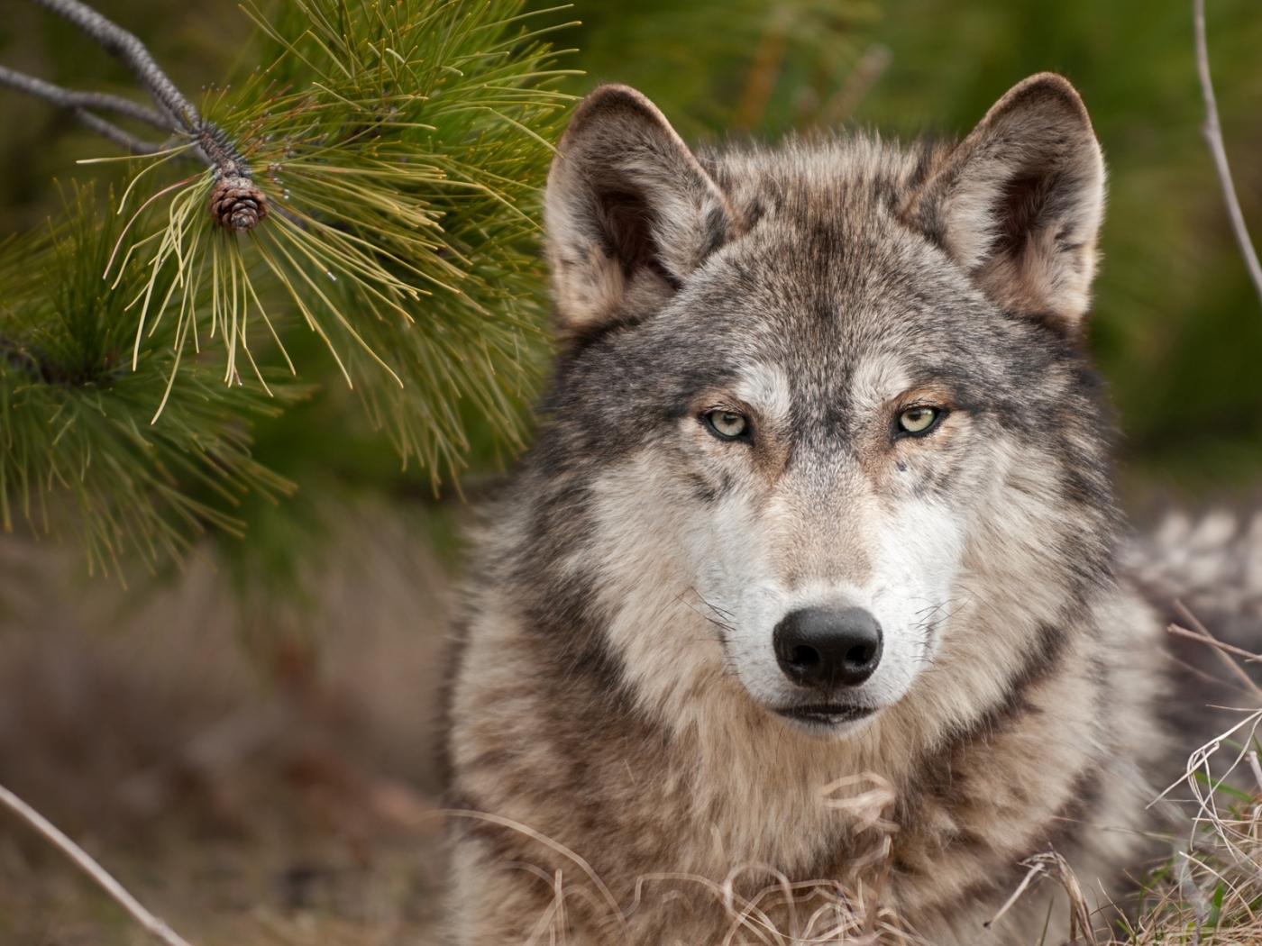 47321 скачать картинку волки, оранжевые, животные - обои и заставки бесплатно