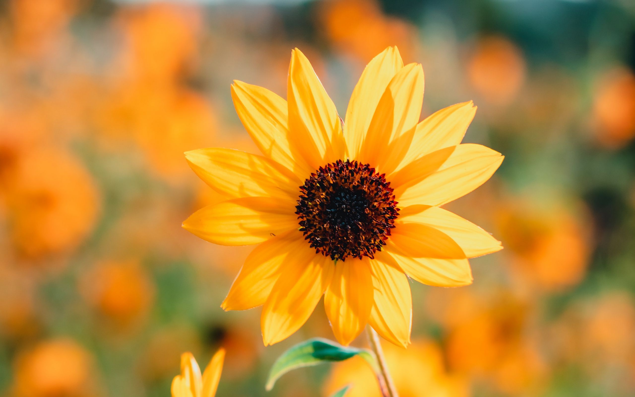 Descarga gratuita de fondo de pantalla para móvil de Naturaleza, Flores, Flor, Flor Amarilla, Tierra/naturaleza, Macrofotografía.