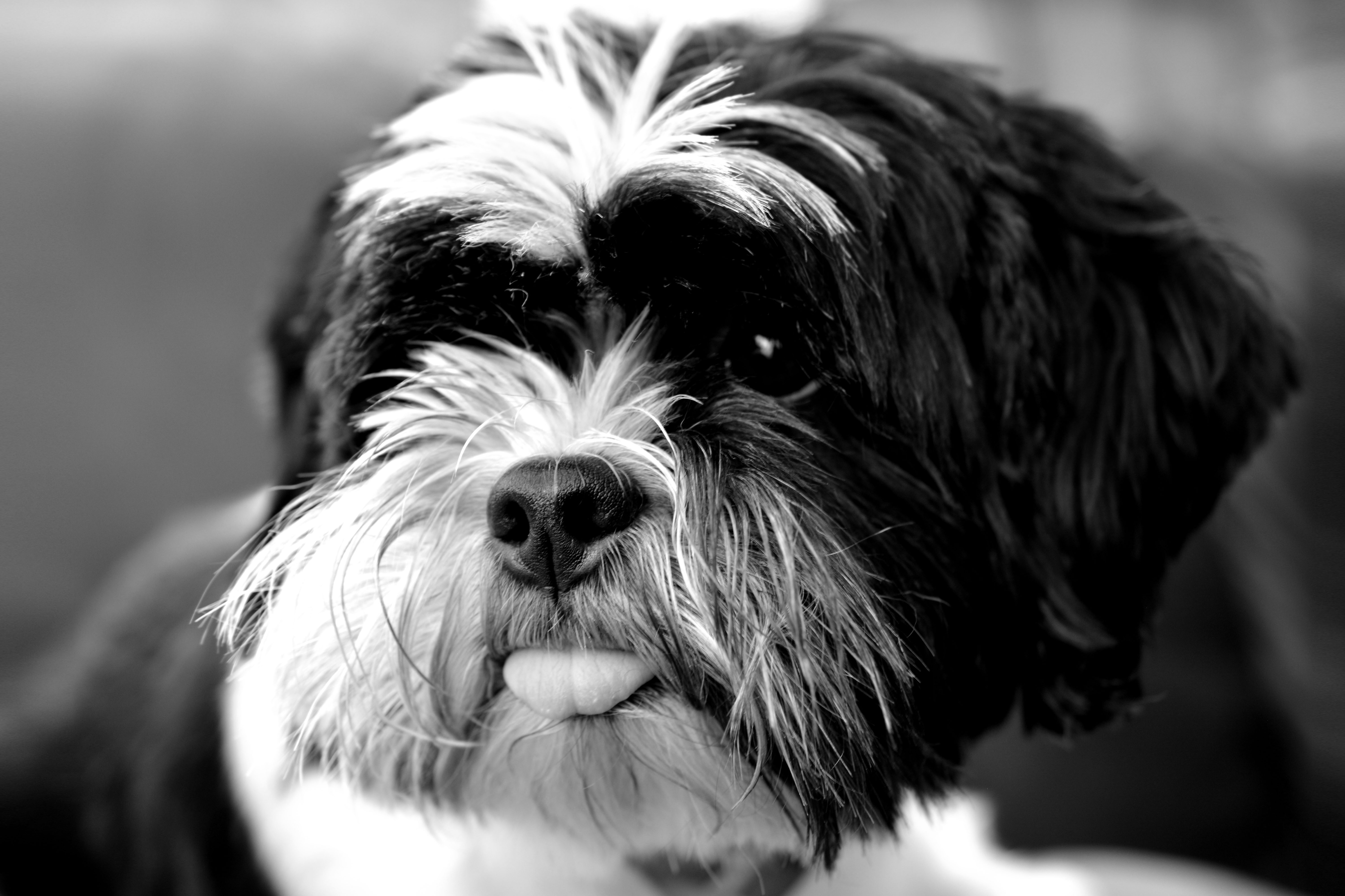 animals, dog, bw, chb, protruding tongue, tongue stuck out, tibetan terrier 4K
