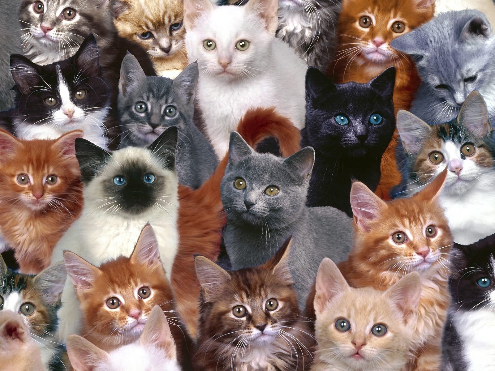 84250 скачать картинку котята, много, животные, фотошоп - обои и заставки бесплатно