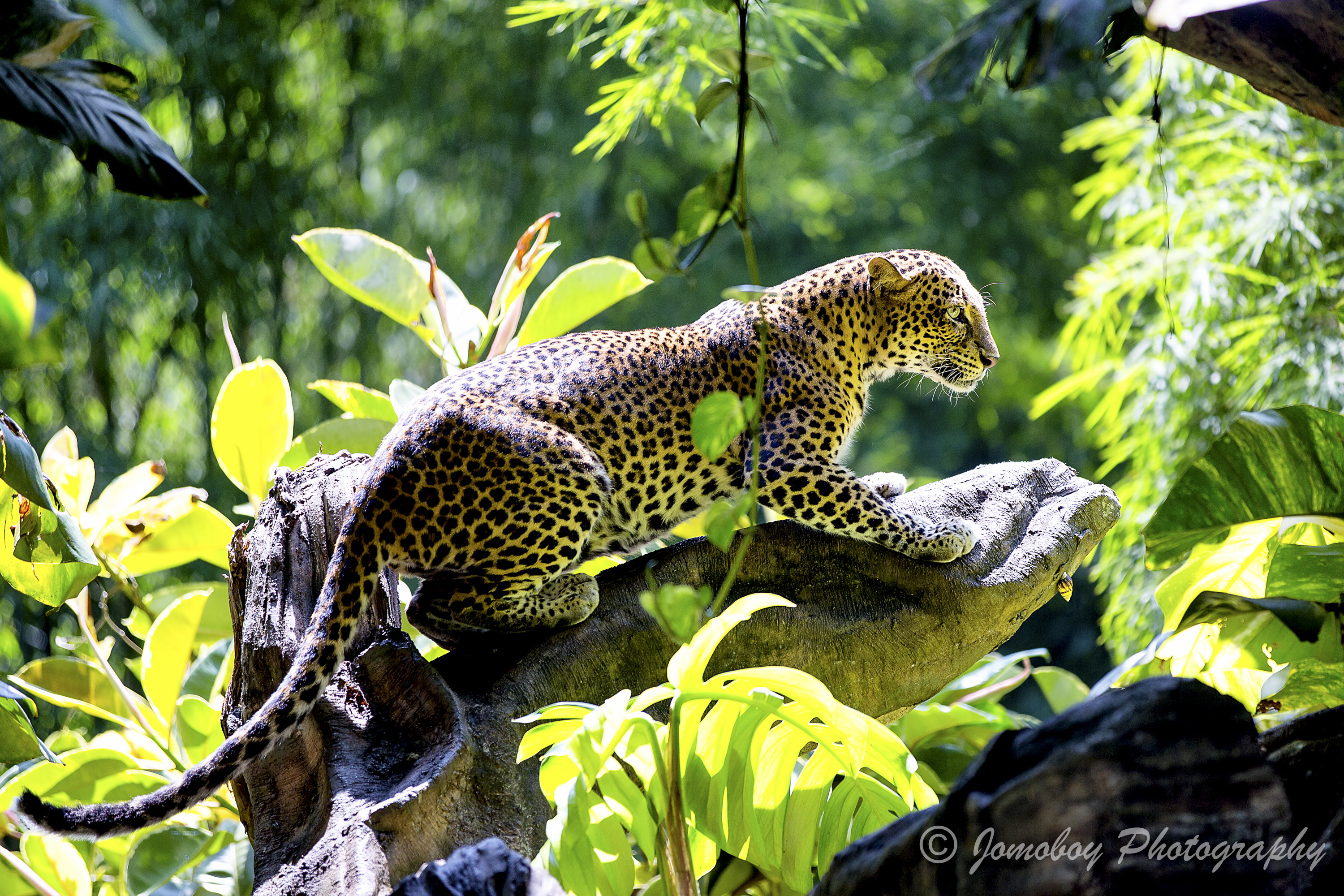354904 descargar fondo de pantalla animales, leopardo, selva, gatos: protectores de pantalla e imágenes gratis