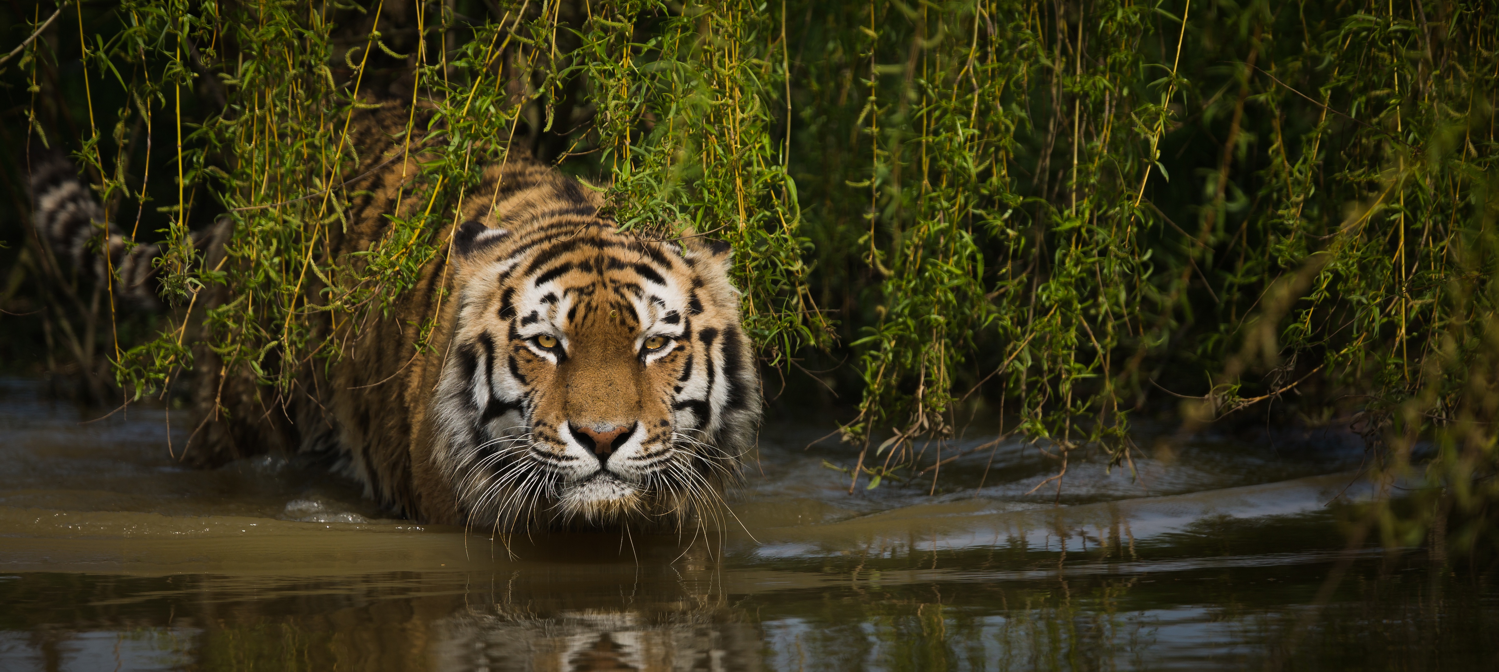 Laden Sie das Katzen, Tiere, Tiger-Bild kostenlos auf Ihren PC-Desktop herunter