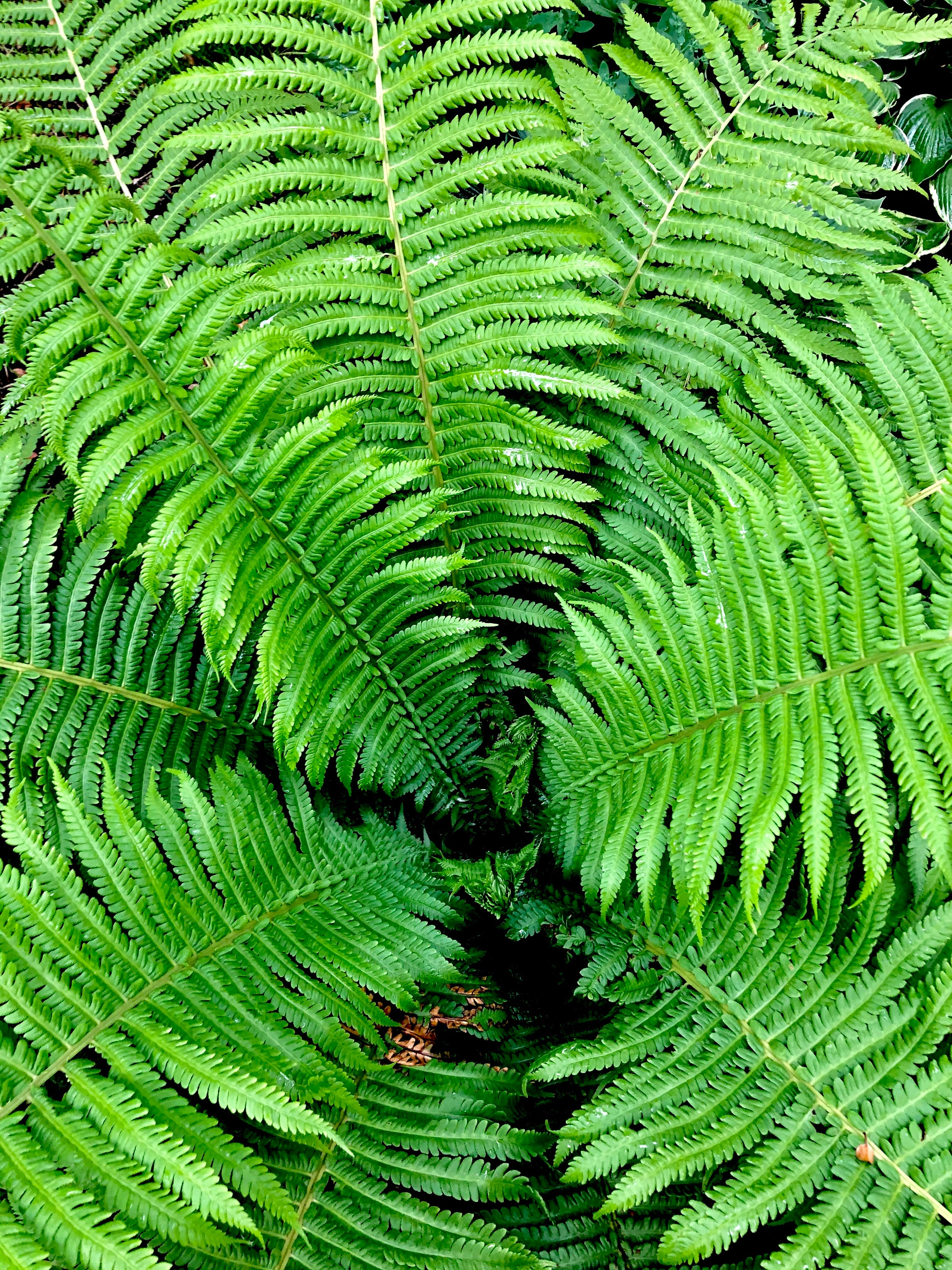 Free download wallpaper Nature, Leaves, Bush, Branches, Fern on your PC desktop