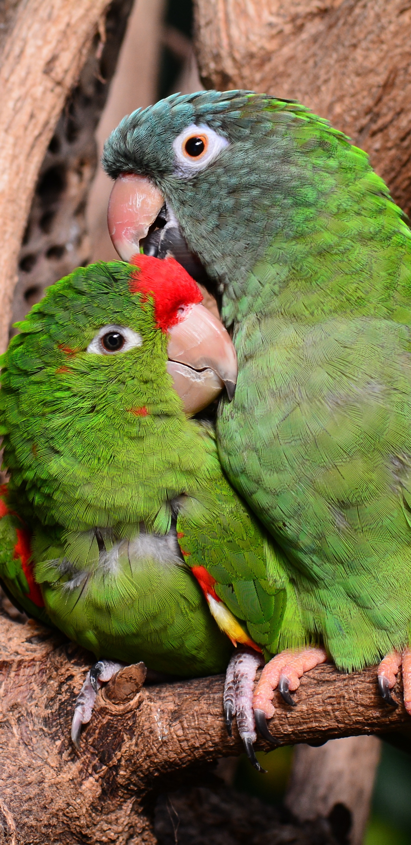 Download mobile wallpaper Birds, Bird, Animal, Parrot for free.