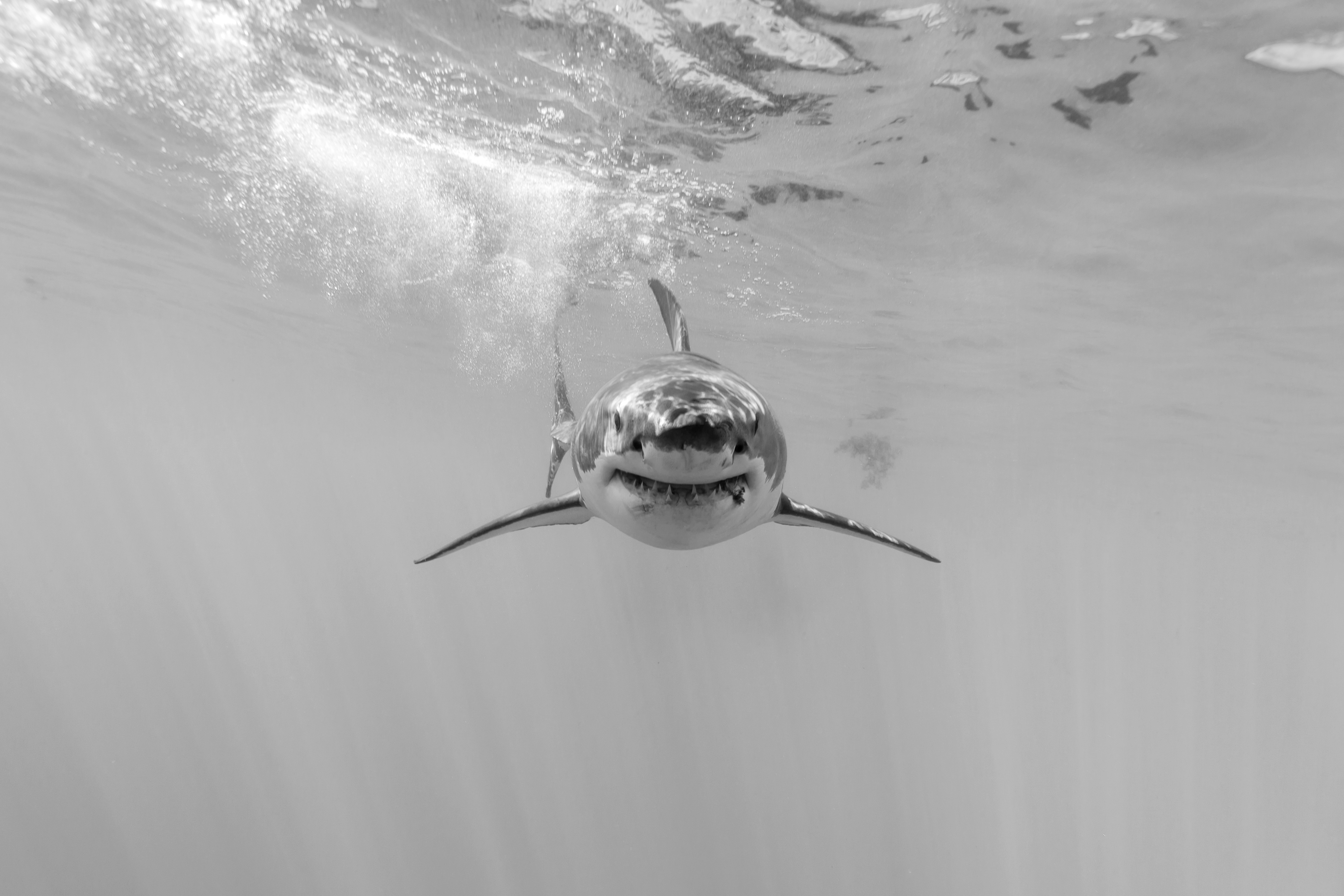 406753 descargar fondo de pantalla tiburones, animales, tiburón, blanco y negro, vida marina, submarina: protectores de pantalla e imágenes gratis