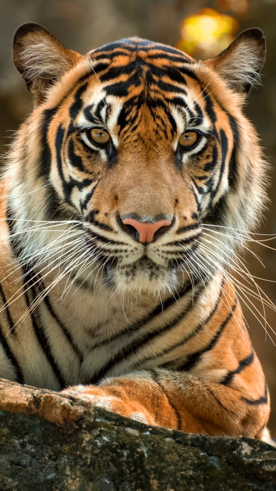 Descarga gratuita de fondo de pantalla para móvil de Animales, Gatos, Tigre.