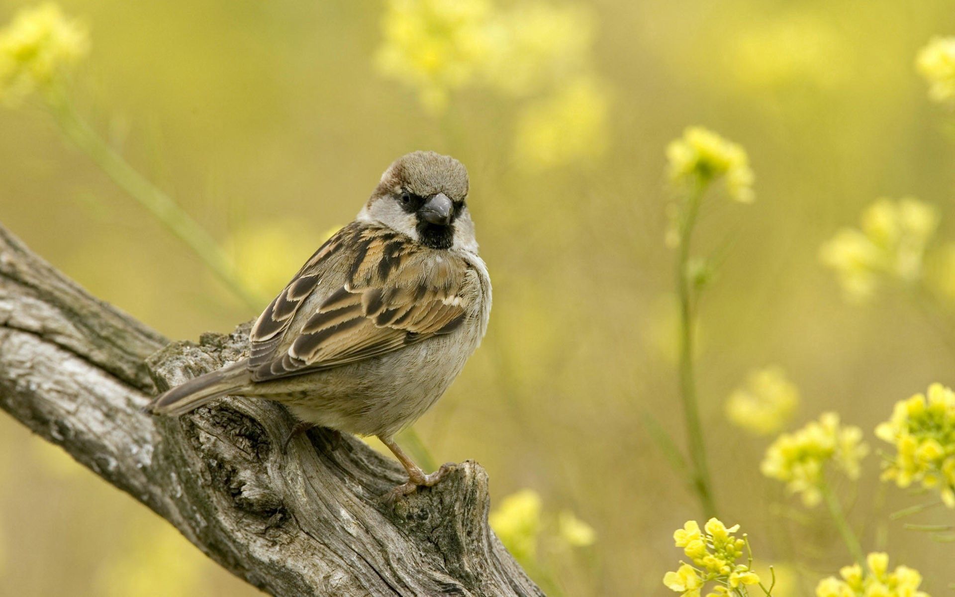 bird, animals, sit, sparrow, branch Panoramic Wallpaper
