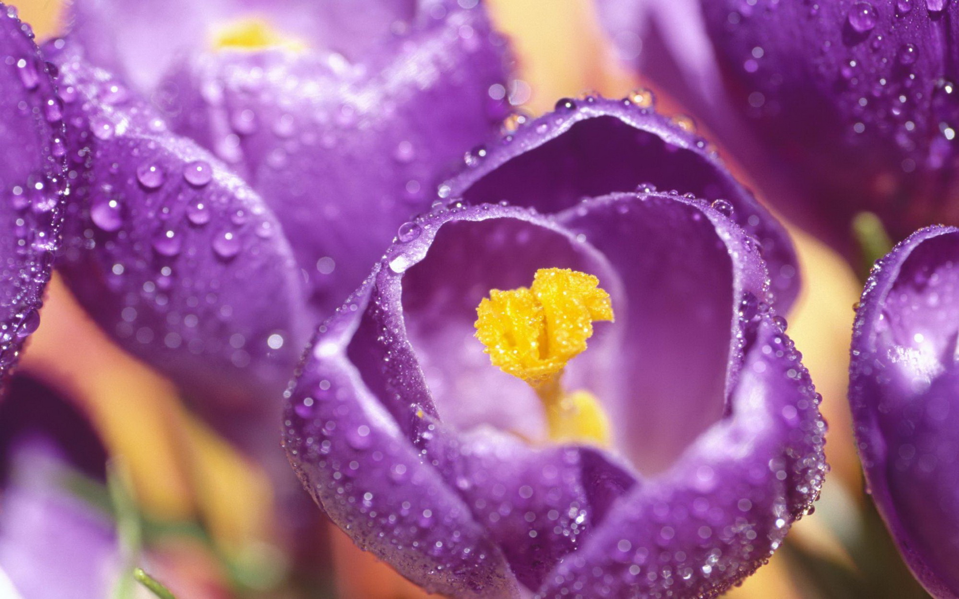 293957 Bildschirmschoner und Hintergrundbilder Blumen auf Ihrem Telefon. Laden Sie  Bilder kostenlos herunter