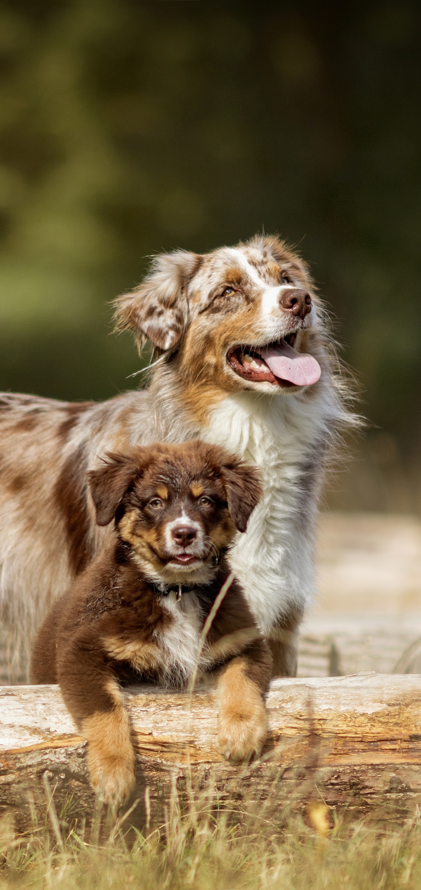 PCデスクトップに動物, 犬, 子犬, 赤ちゃん動物, オーストラリアン シェパード画像を無料でダウンロード
