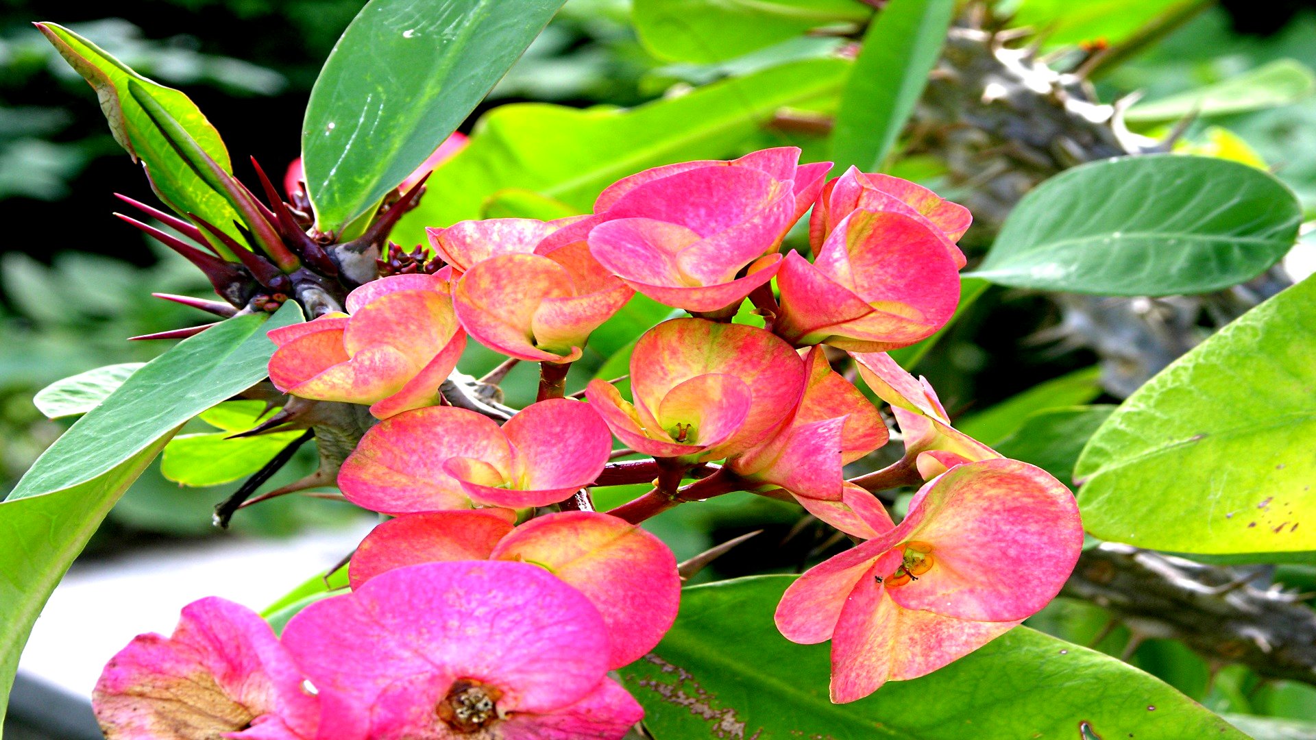 Téléchargez des papiers peints mobile Fleurs, Fleur, Terre/nature gratuitement.