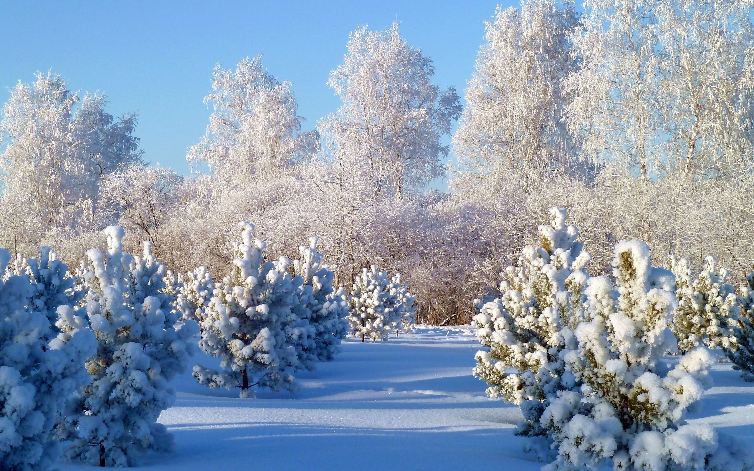 Téléchargez gratuitement l'image Hiver, Terre/nature sur le bureau de votre PC