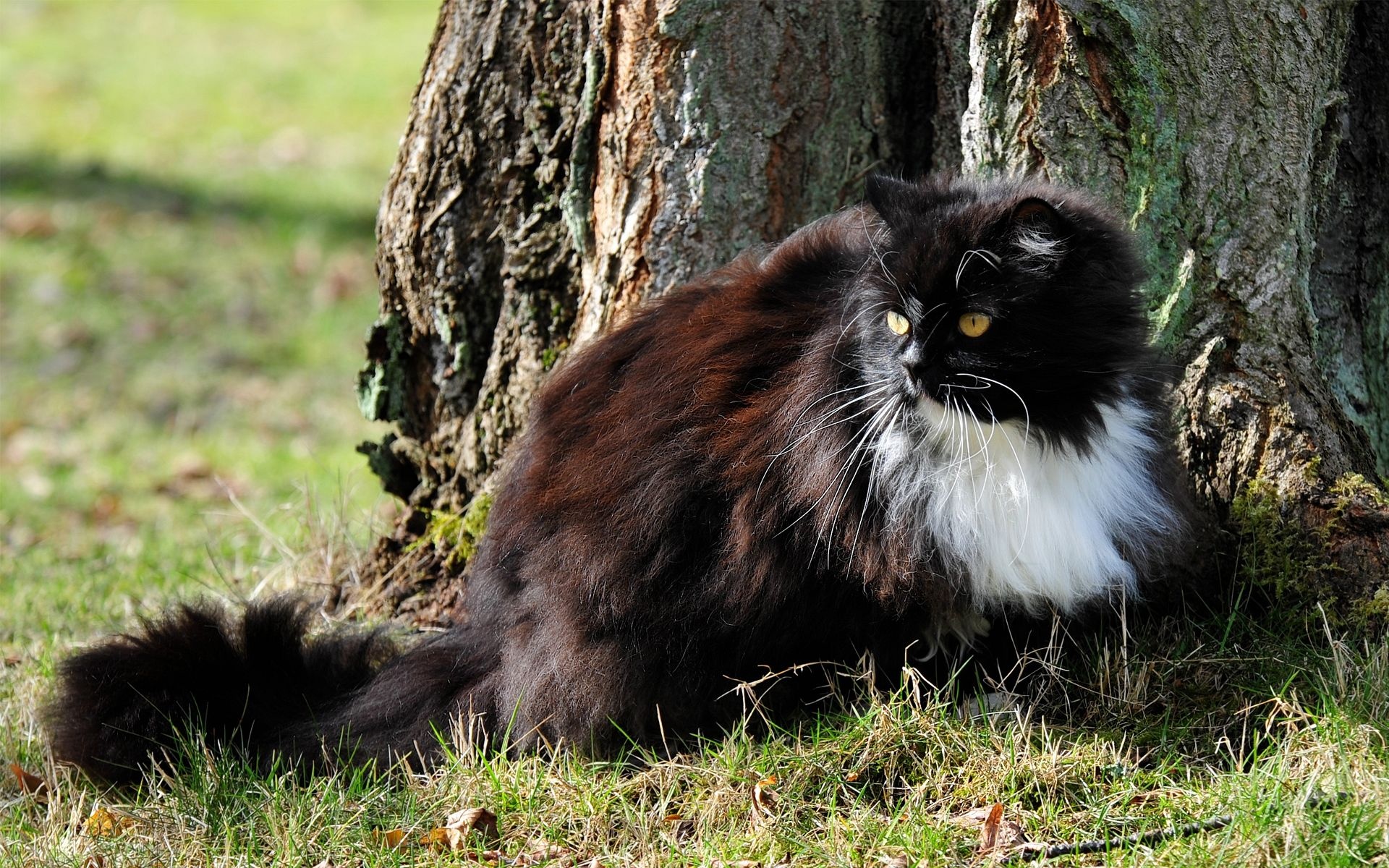 Handy-Wallpaper Tiere, Katzen, Katze kostenlos herunterladen.