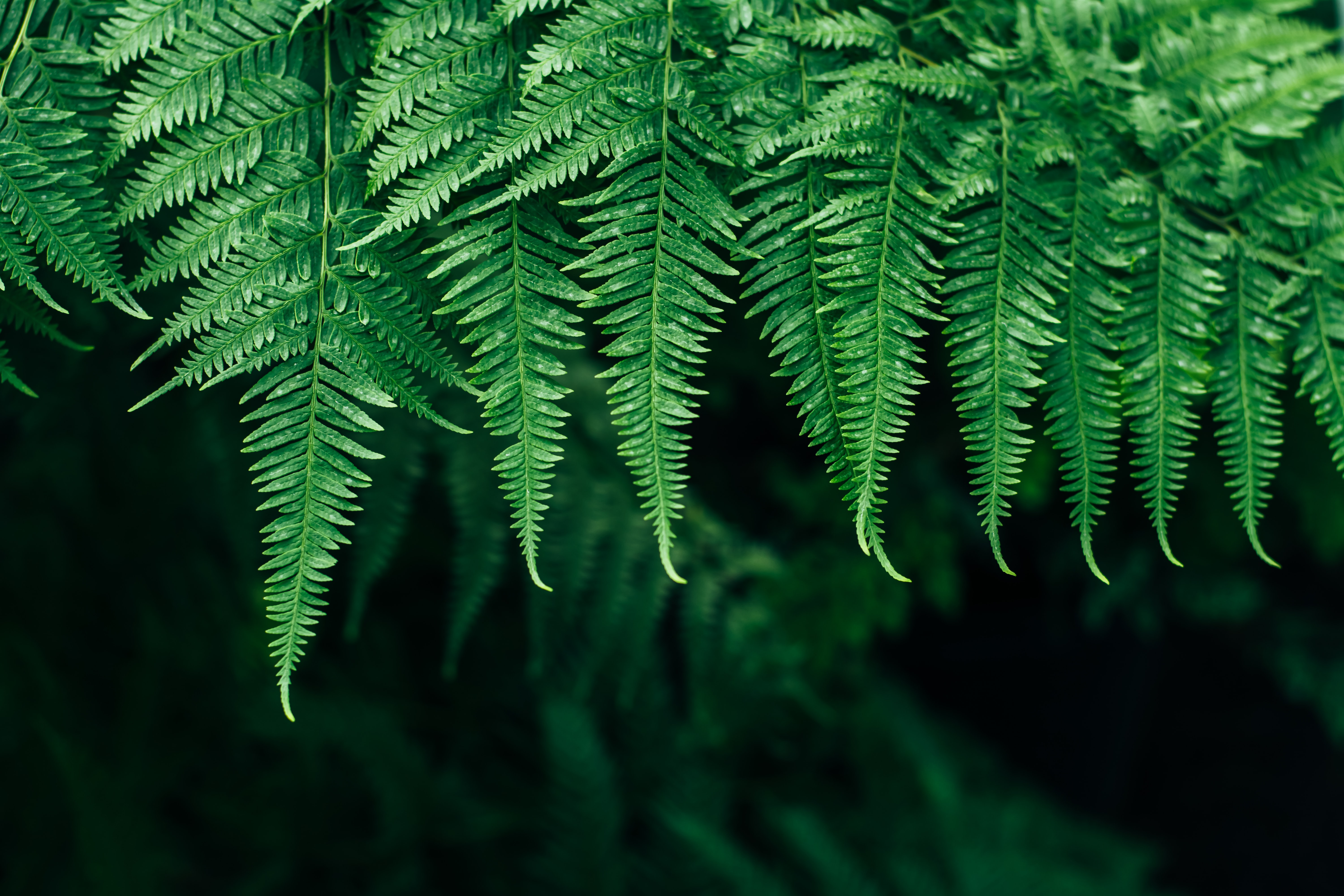 Download mobile wallpaper Fern, Smooth, Leaves, Plant, Nature, Blur, Focus for free.