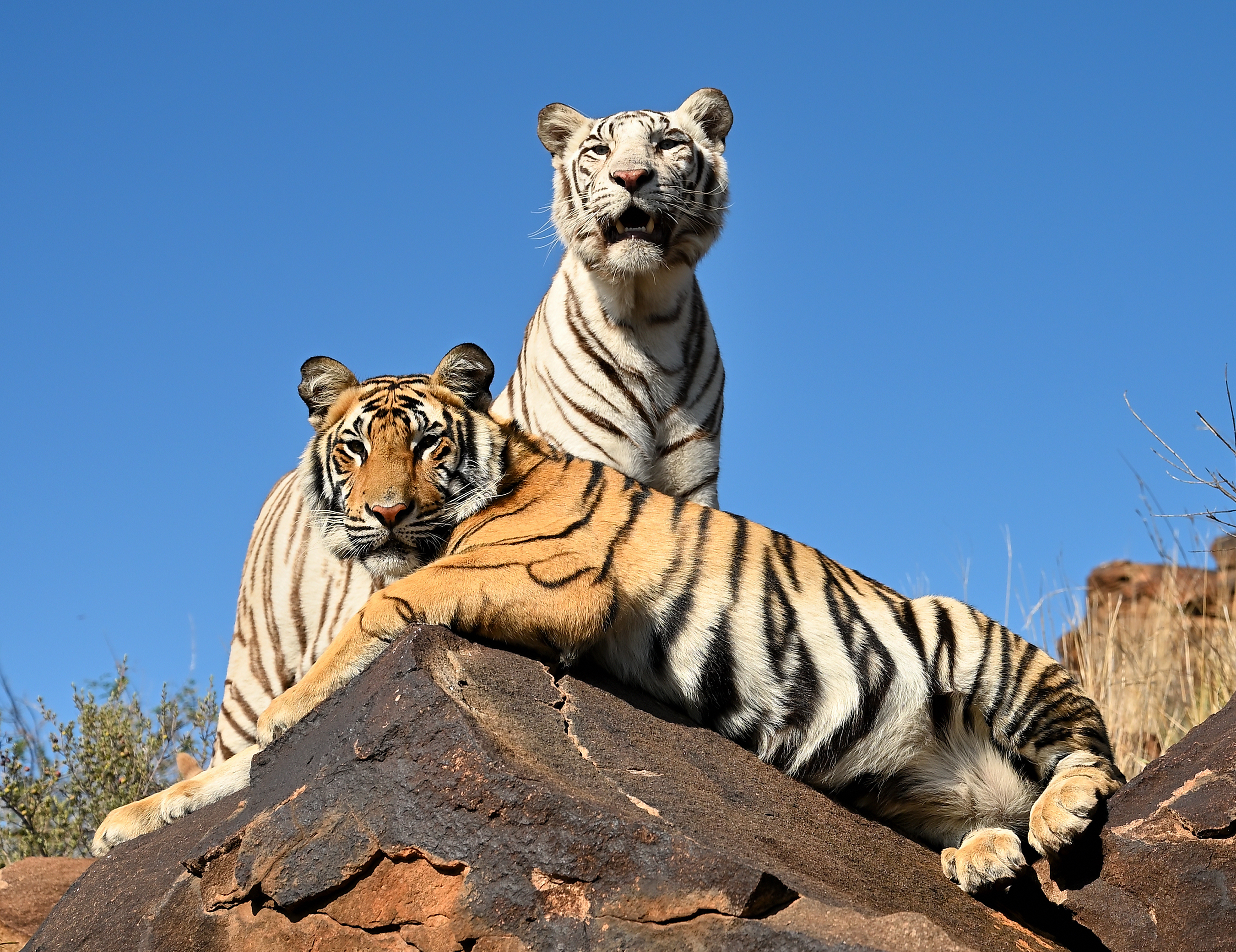 Baixar papel de parede para celular de Animais, Gatos, Tigre, Tigre Branco gratuito.