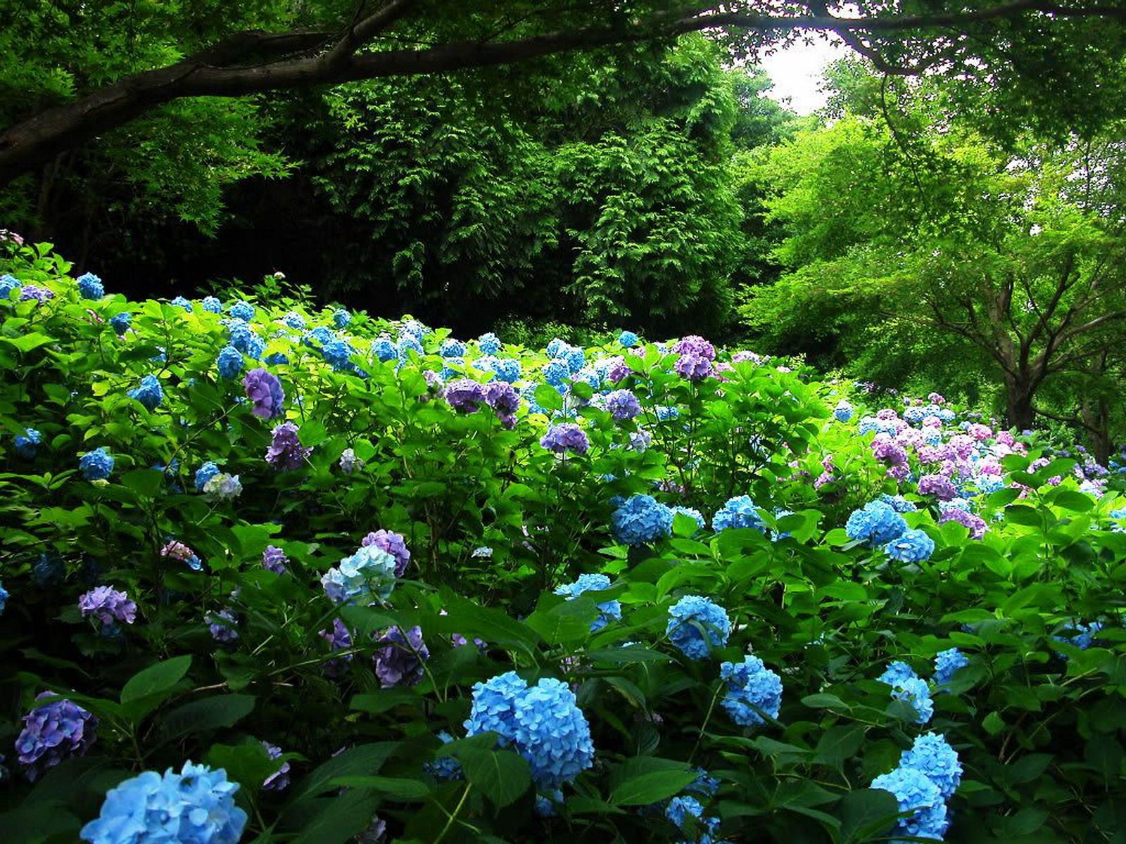 Free download wallpaper Flower, Park, Earth, Hydrangea, Purple Flower, Blue Flower on your PC desktop