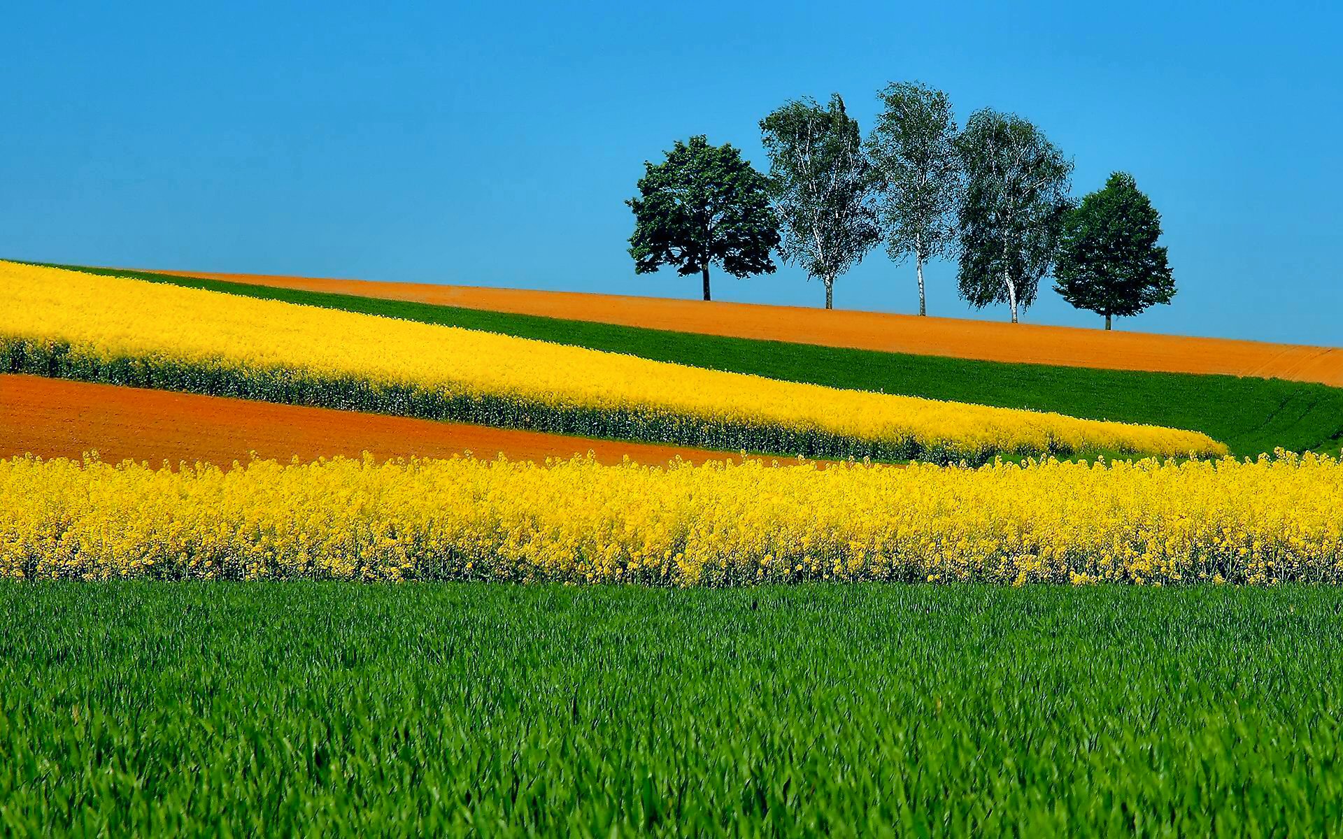 landscape, photography, yellow flower, field, tree, grass
