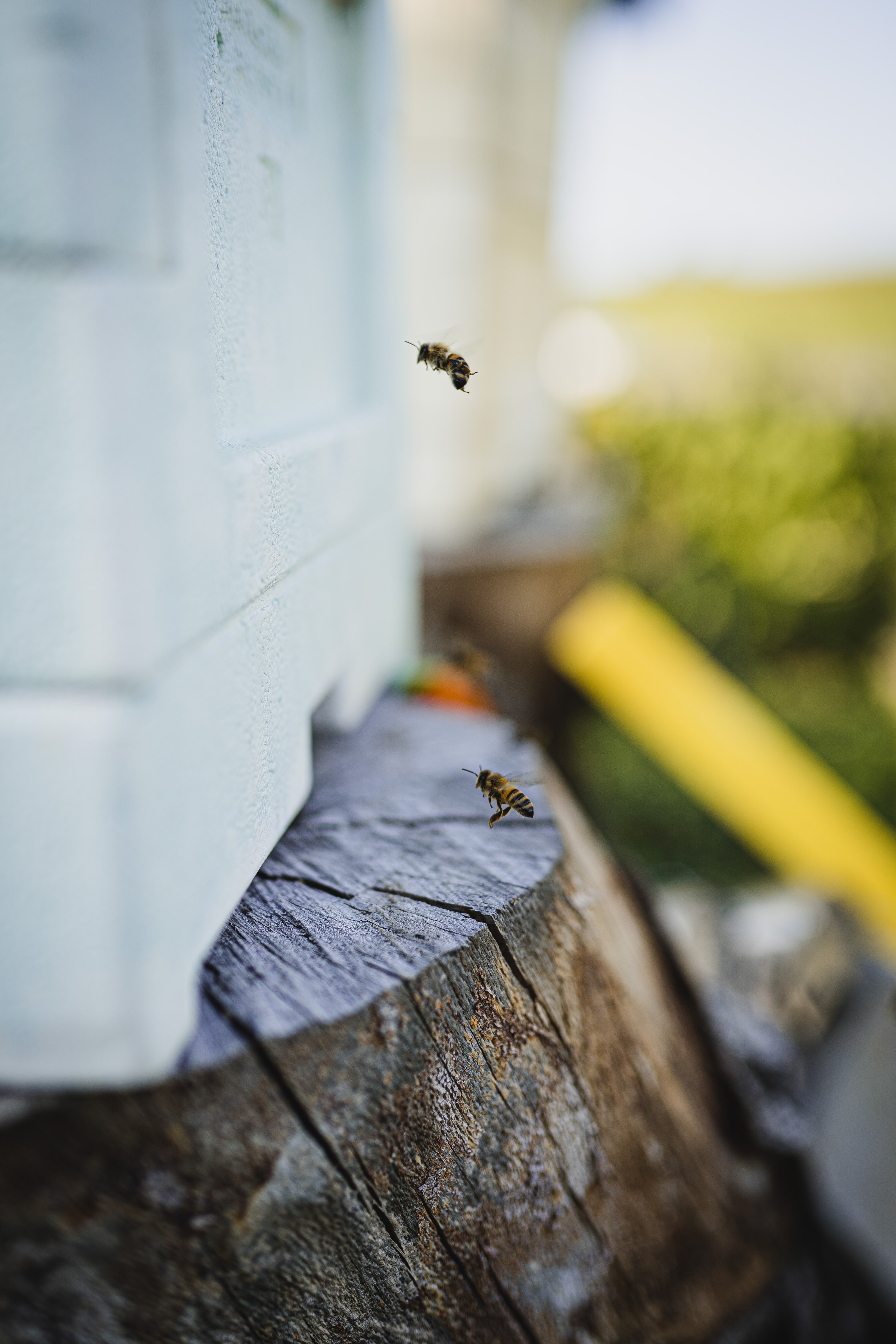 Laden Sie das Makro, Insekt, Flug, Stumpf, Biene-Bild kostenlos auf Ihren PC-Desktop herunter