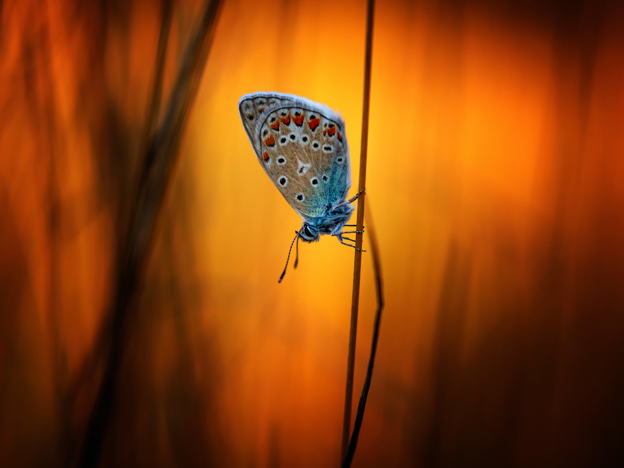 Download mobile wallpaper Macro, Insect, Butterfly, Animal for free.