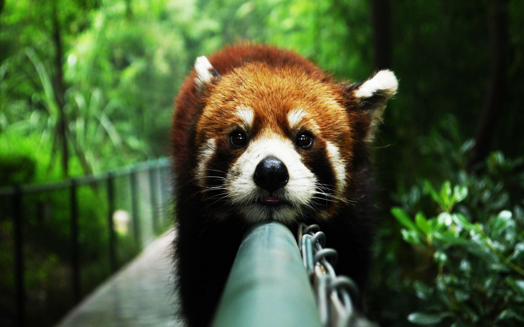 585193 télécharger l'image panda roux, animaux - fonds d'écran et économiseurs d'écran gratuits