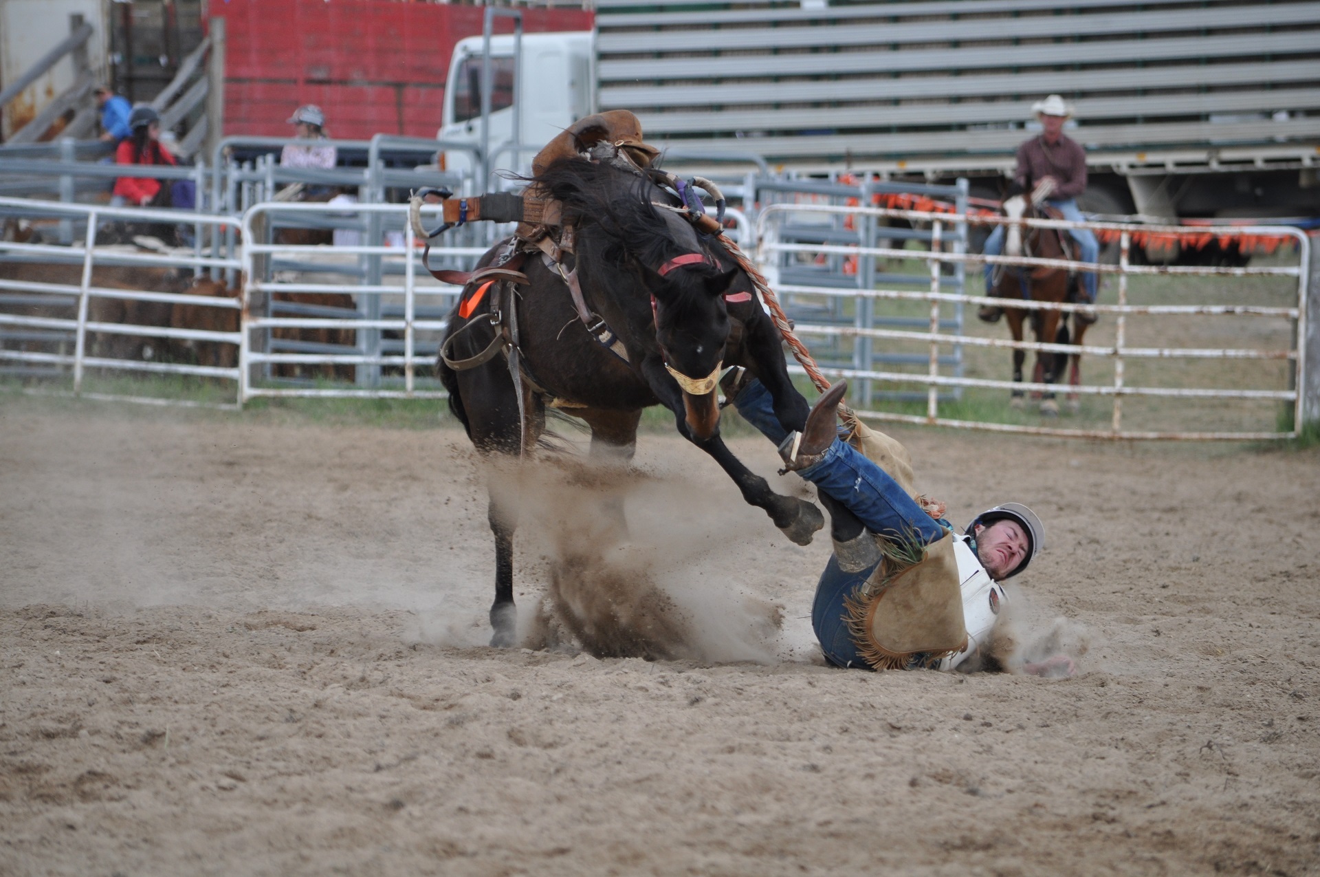 746830 Bild herunterladen sport, rodeo, cowboy, hauspferd - Hintergrundbilder und Bildschirmschoner kostenlos