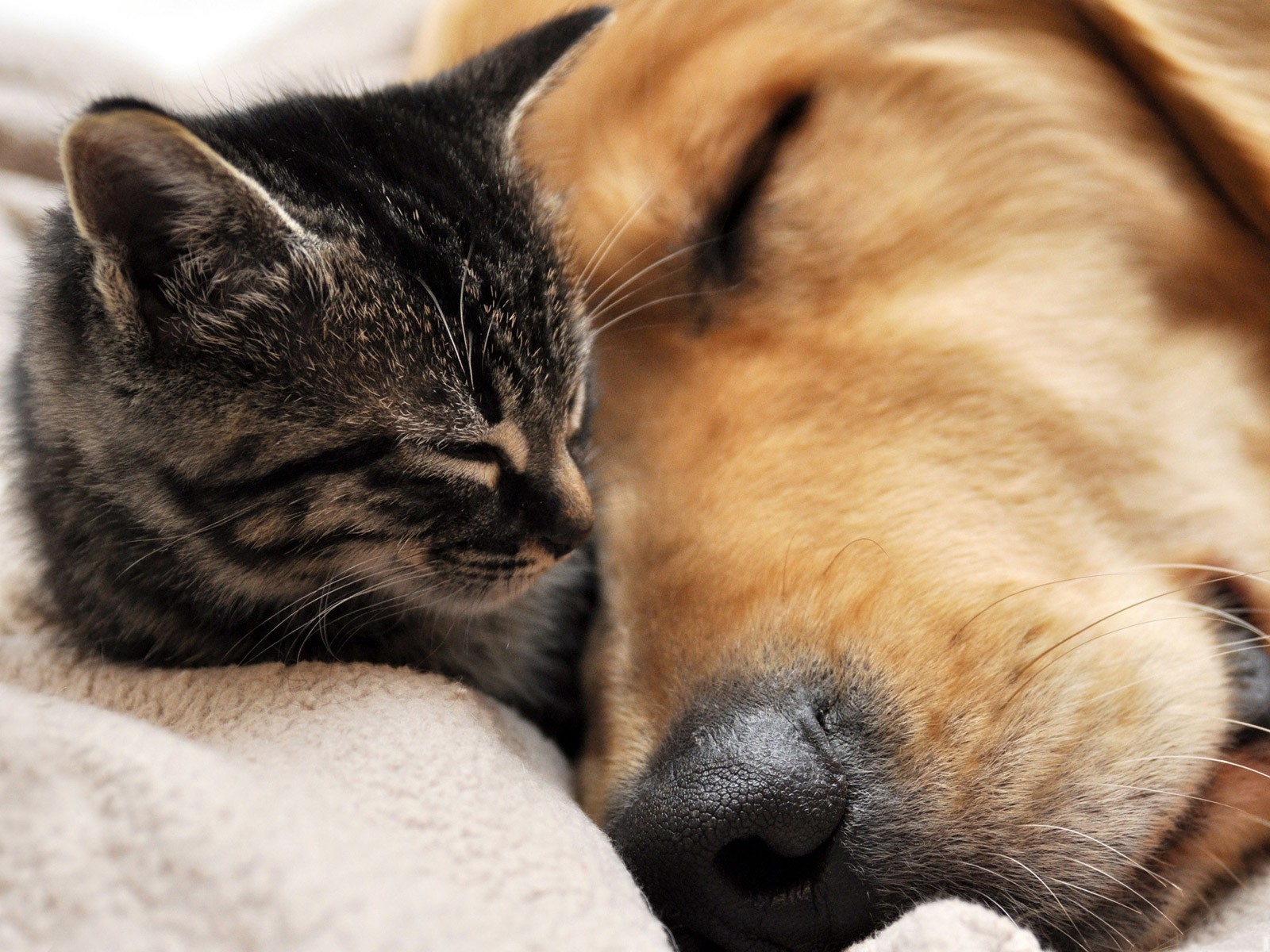 Téléchargez gratuitement l'image Animaux, Chat Et Chien sur le bureau de votre PC