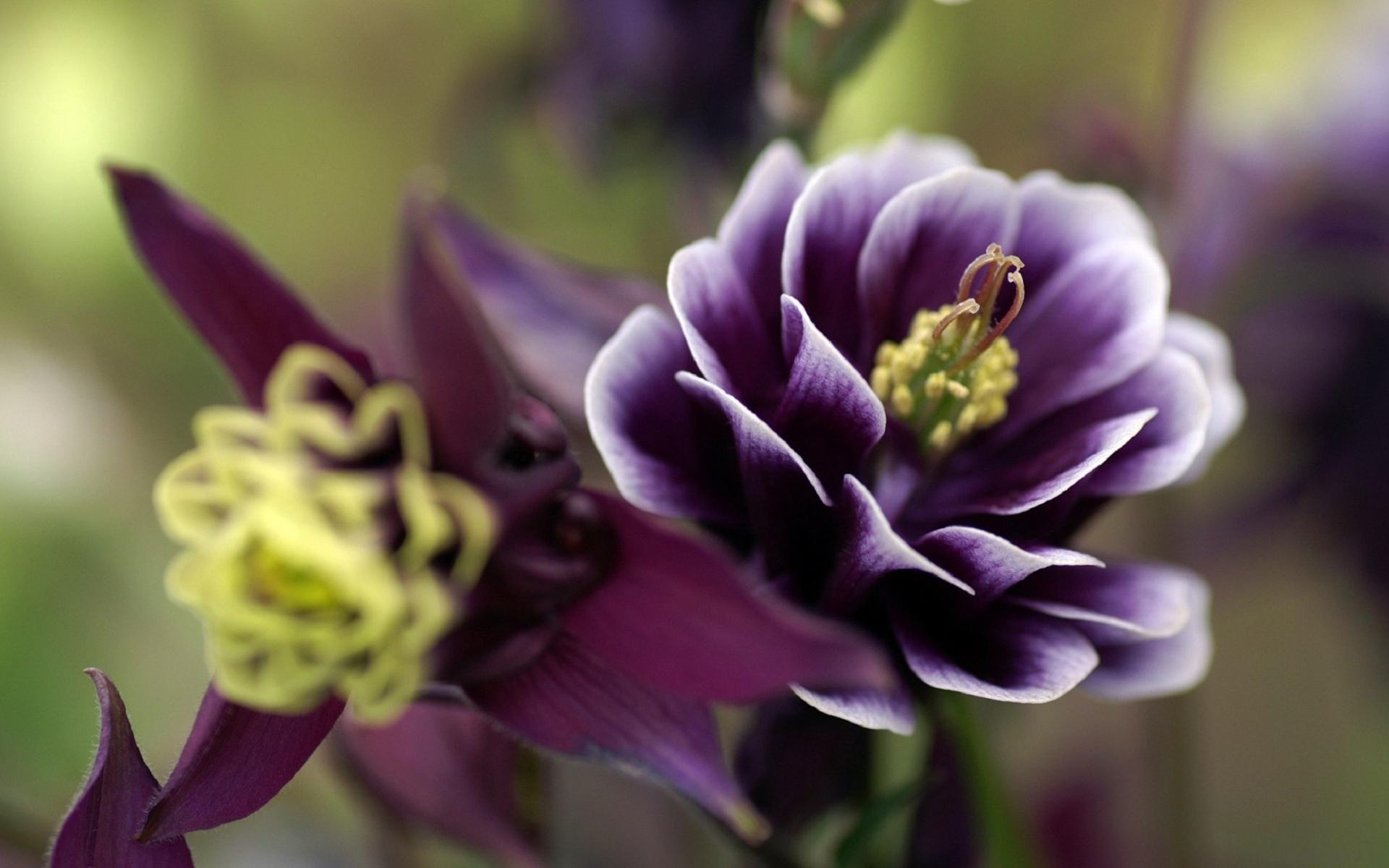 無料モバイル壁紙紫色の花, 閉じる, フラワーズ, 花, 地球をダウンロードします。