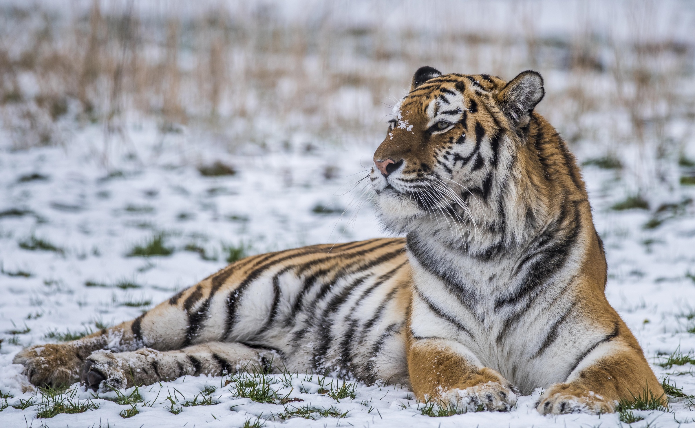 Download mobile wallpaper Winter, Cats, Tiger, Animal for free.