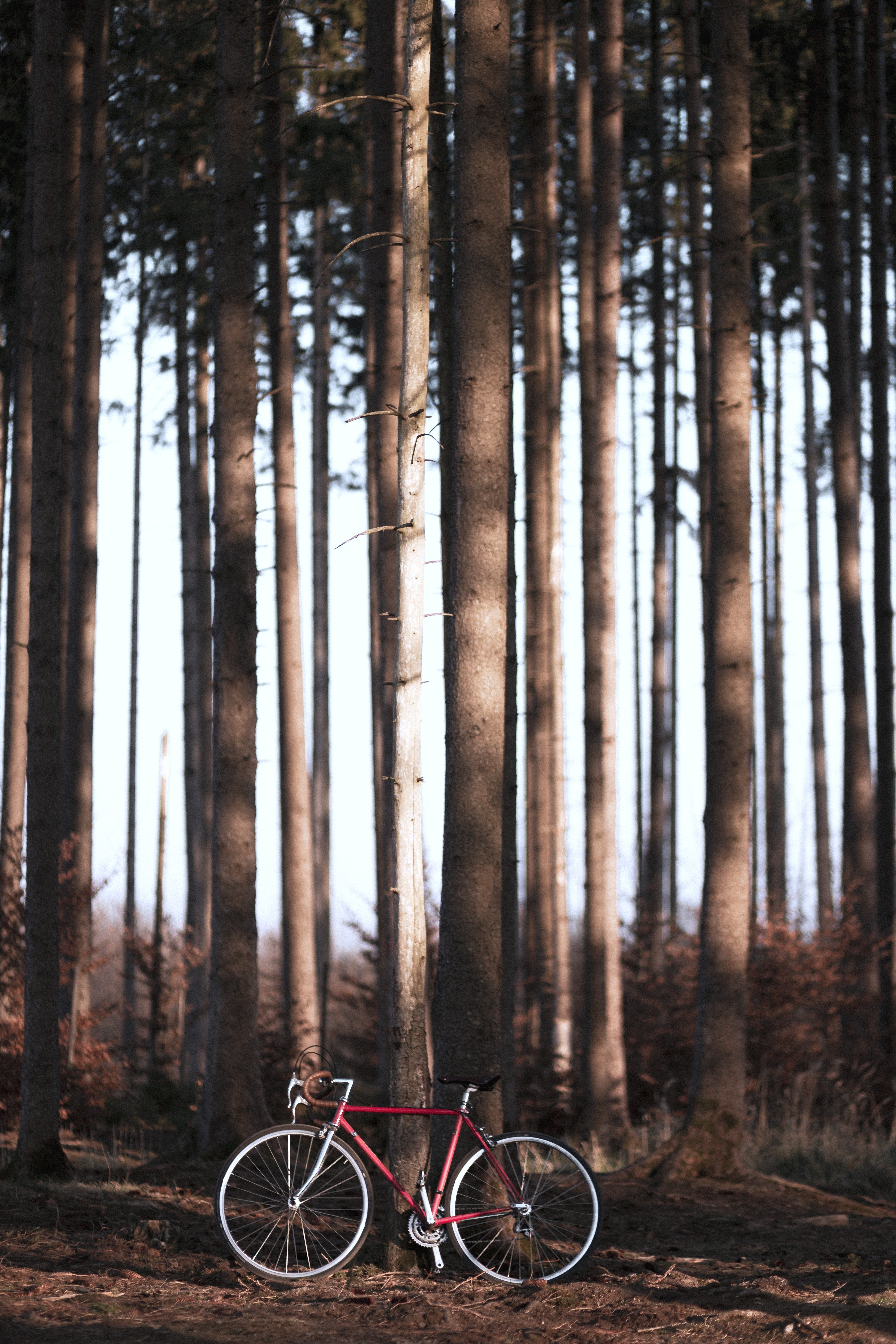 Free download wallpaper Trees, Forest, Bicycle, Nature, Sports on your PC desktop