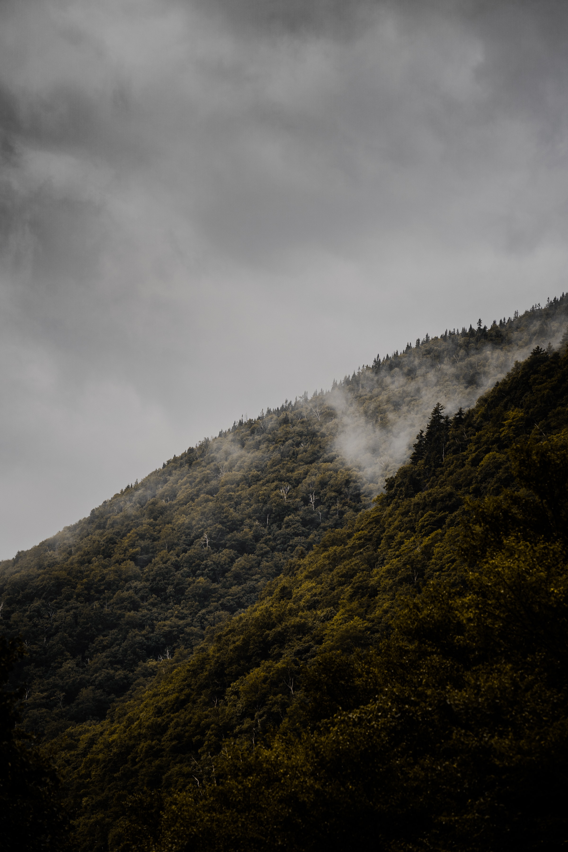 Скачать картинку Холм, Склон, Деревья, Туман, Природа в телефон бесплатно.