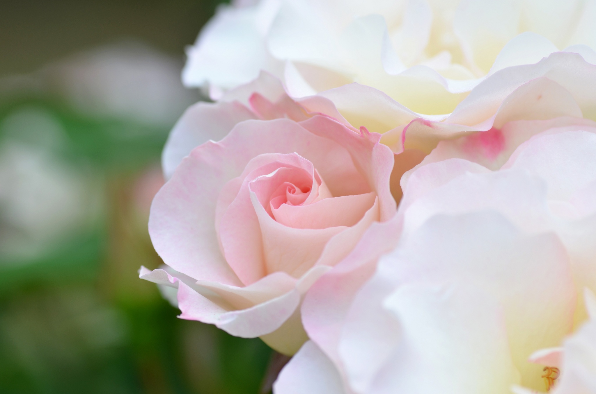 Téléchargez des papiers peints mobile Fleurs, Rose, Fleur, Fleur Blanche, La Nature, Terre/nature gratuitement.