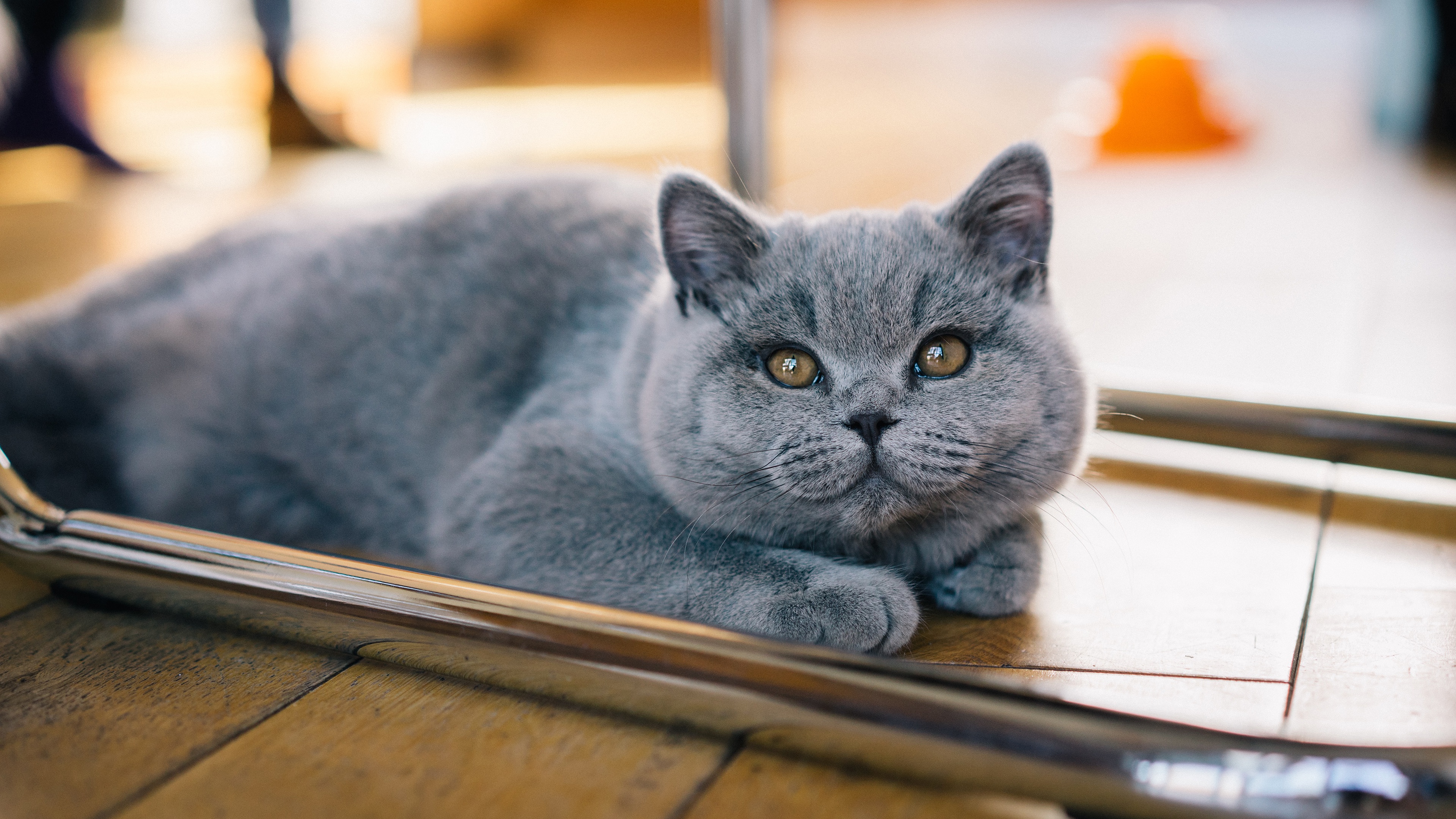 Baixe gratuitamente a imagem Animais, Gatos, Gato na área de trabalho do seu PC