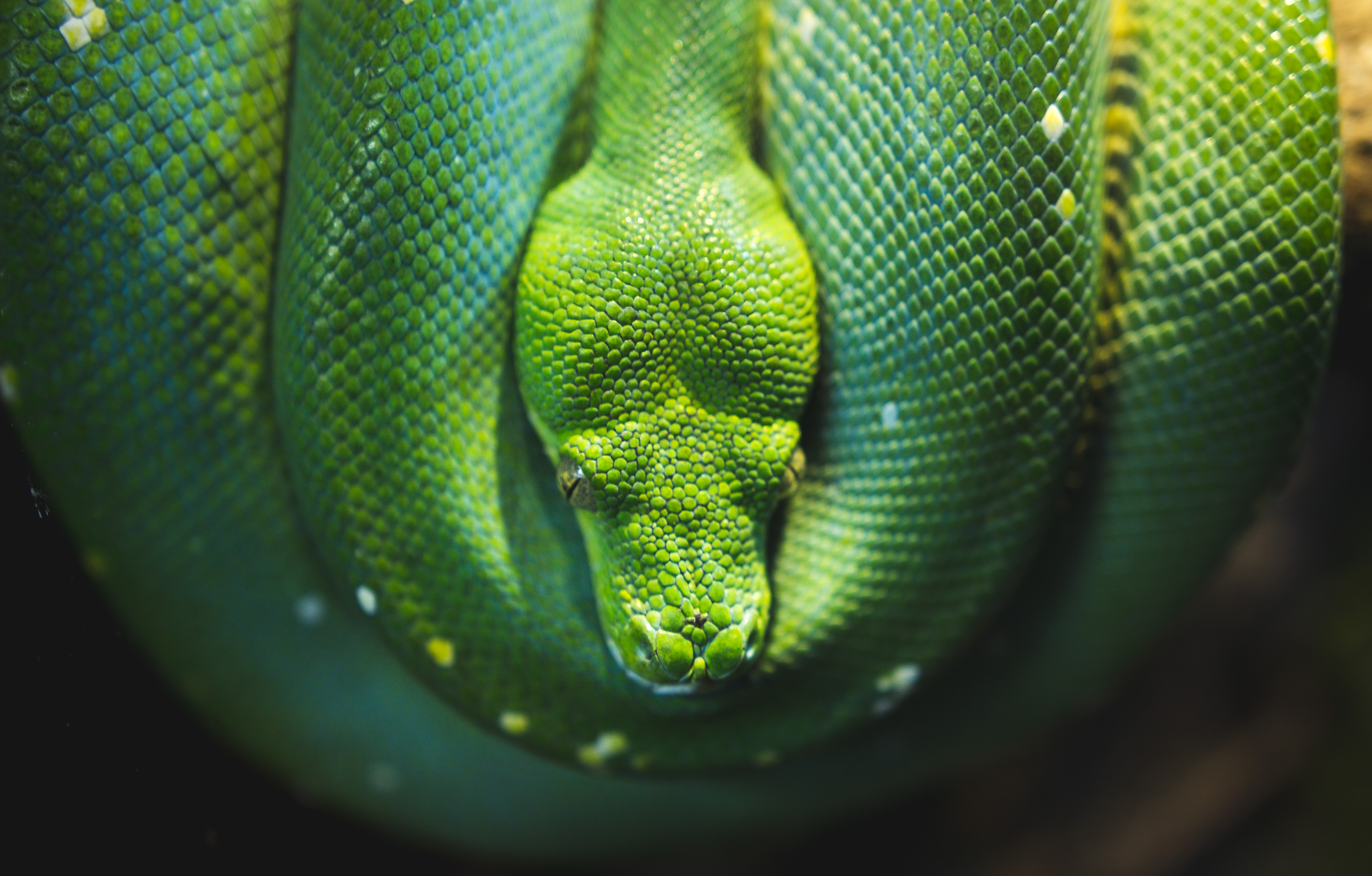 Laden Sie das Wildlife, Wilde Natur, Reptile, Tiere, Reptil, Schlange-Bild kostenlos auf Ihren PC-Desktop herunter
