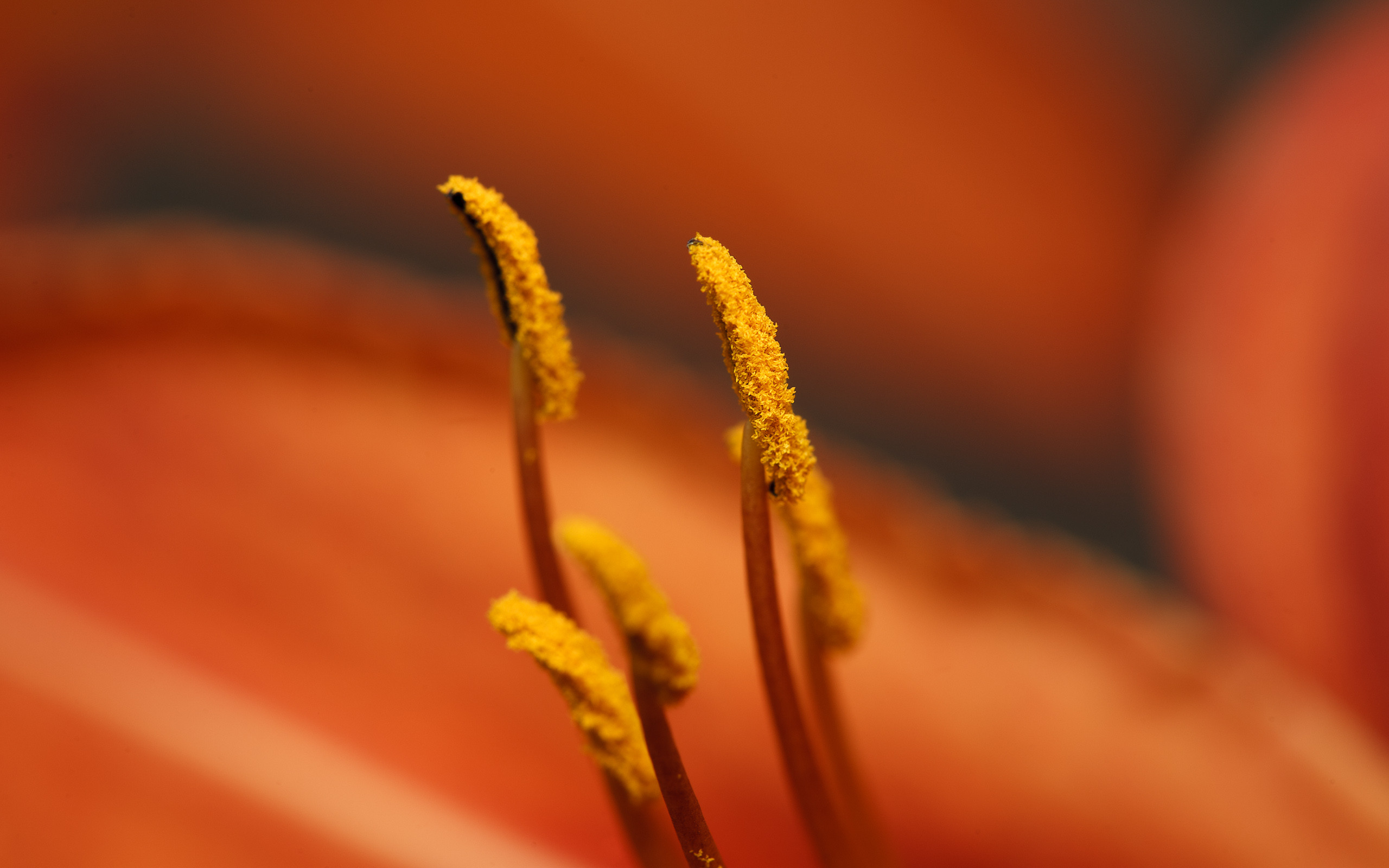 Descarga gratuita de fondo de pantalla para móvil de Flores, Flor, Tierra/naturaleza.