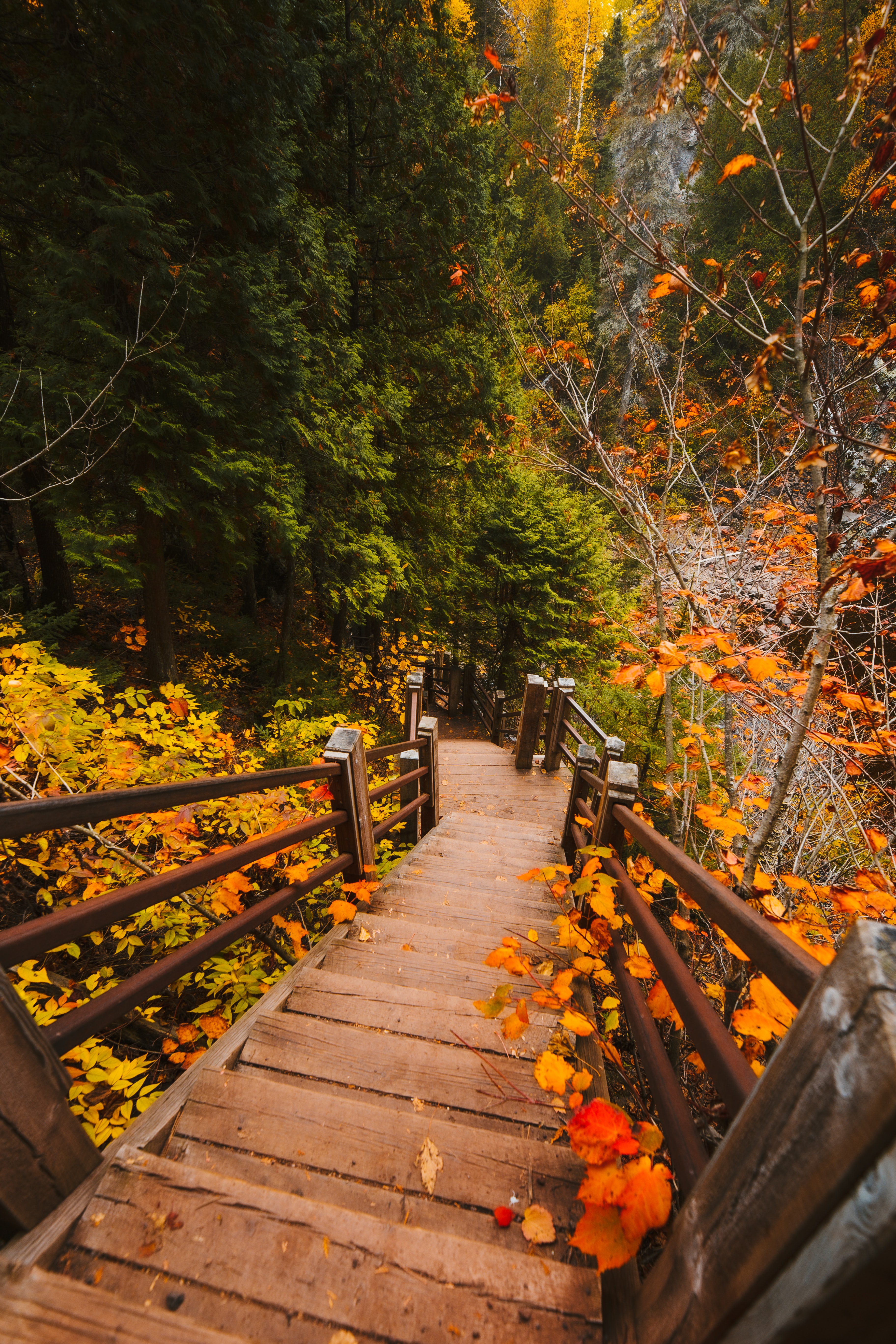 131495 скачать обои осень, листья, ветки, природа, лестница, ступени - заставки и картинки бесплатно