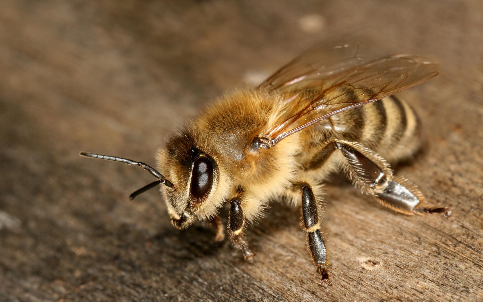 1467178 descargar fondo de pantalla animales, abeja, de cerca, insecto, macro: protectores de pantalla e imágenes gratis