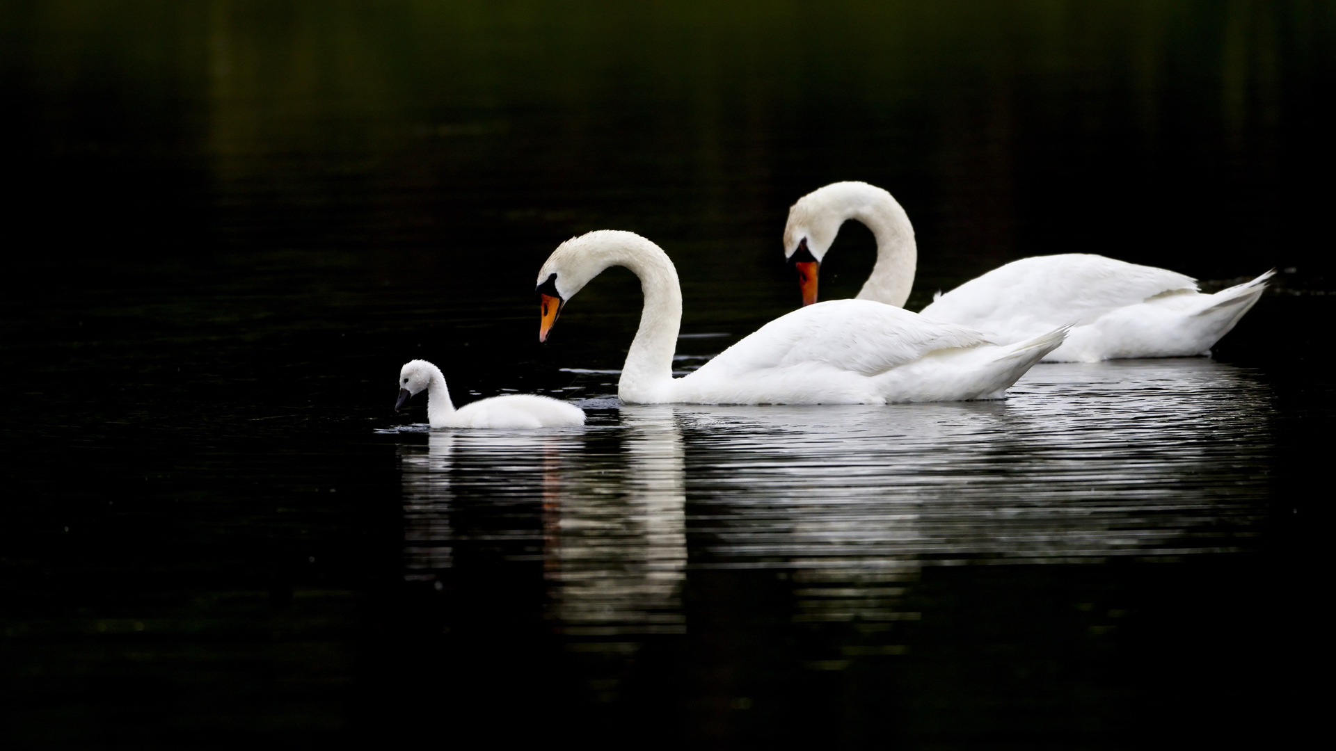 Handy-Wallpaper Tiere, Schwan kostenlos herunterladen.