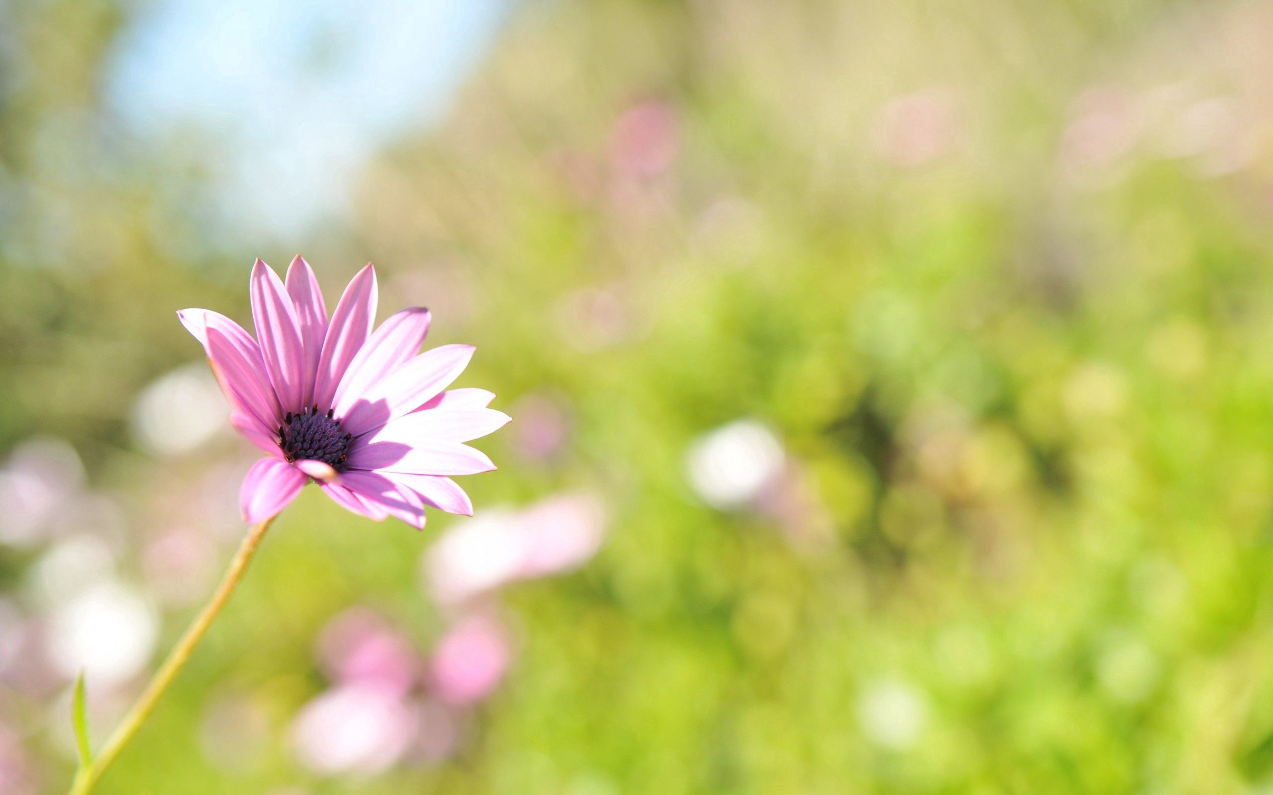 Laden Sie das Grass, Makro, Blendung, Sonnenlicht, Blume, Feld-Bild kostenlos auf Ihren PC-Desktop herunter
